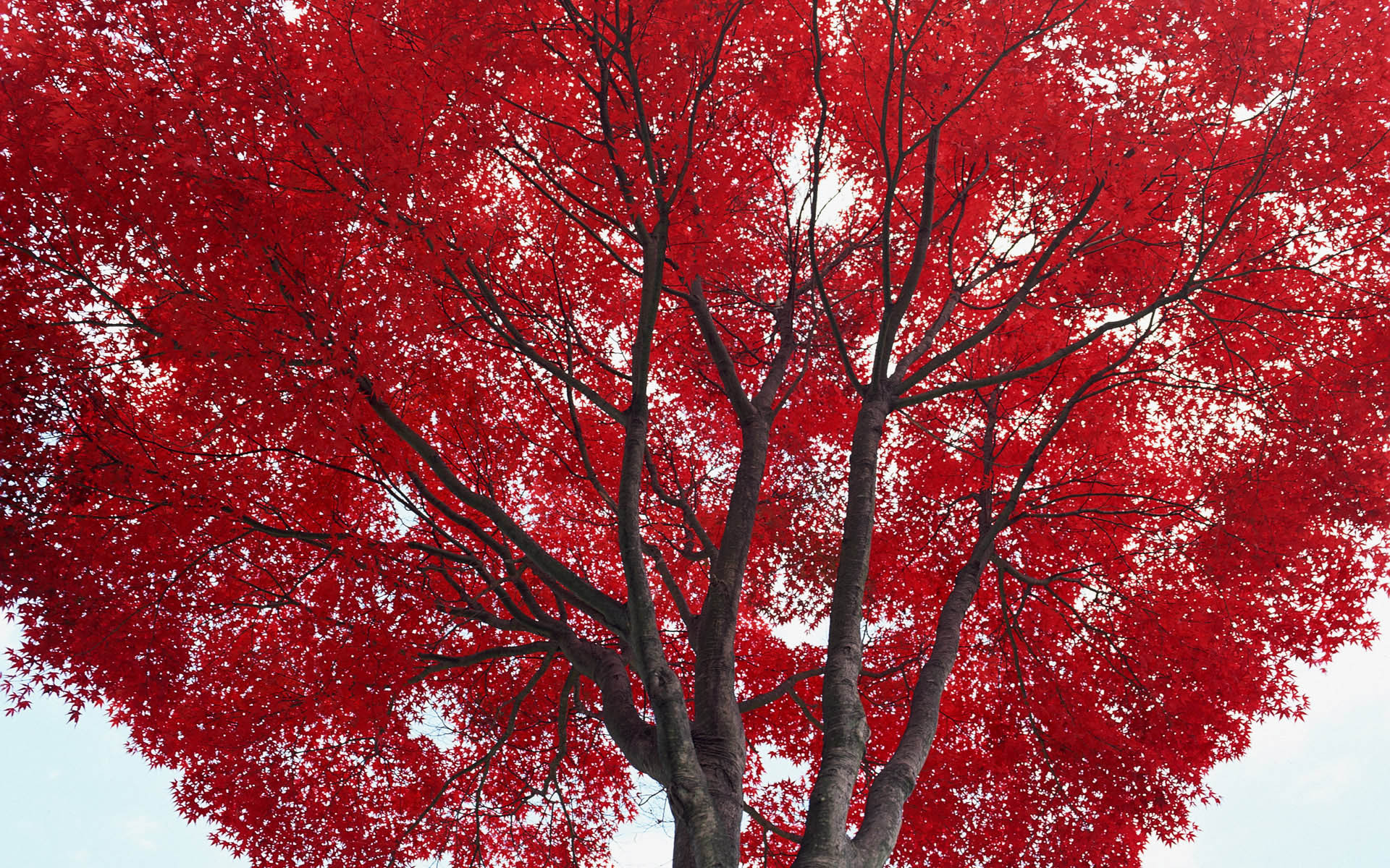 Красное осеннее дерево