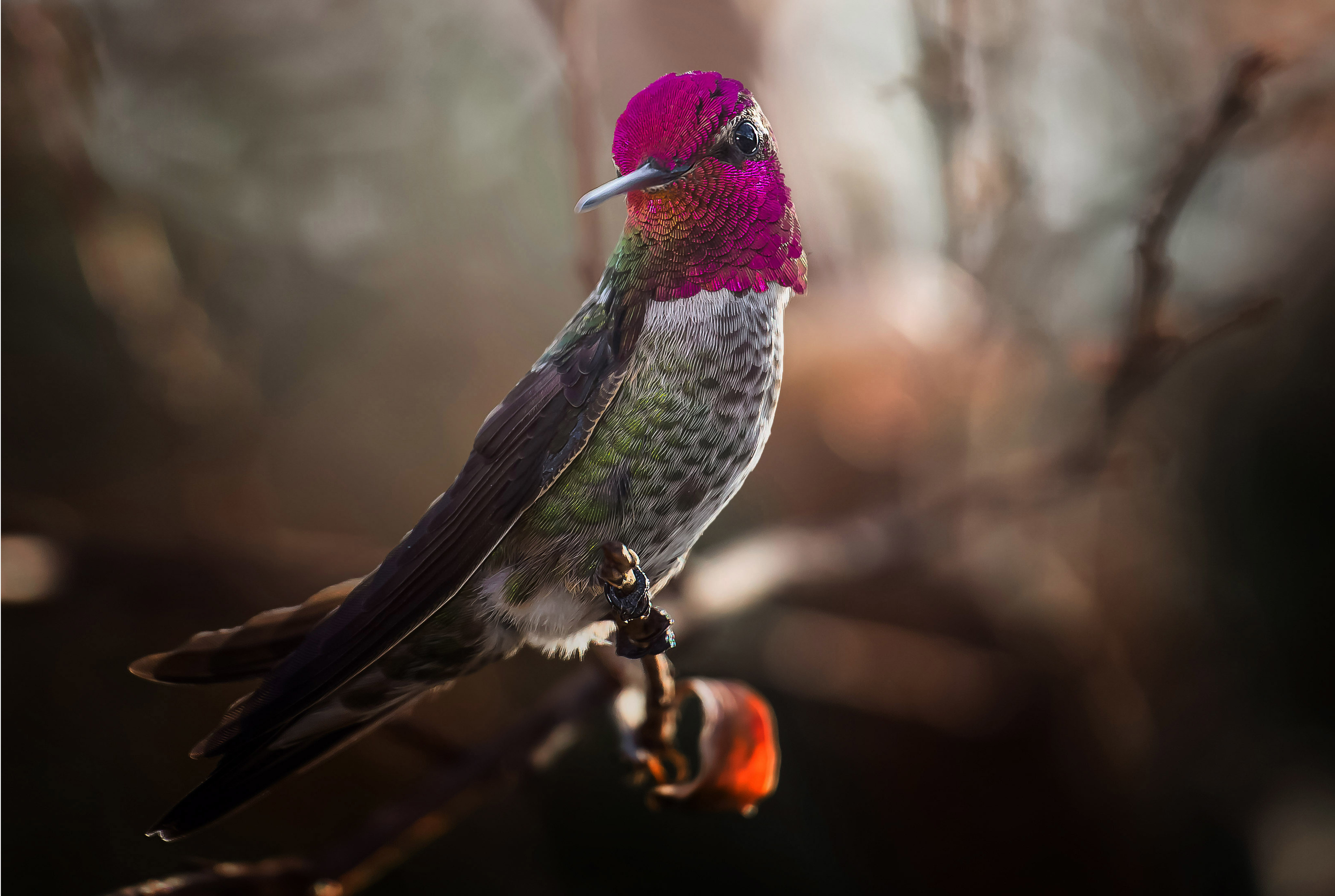 Пестрые птицы красивые фото и картинки