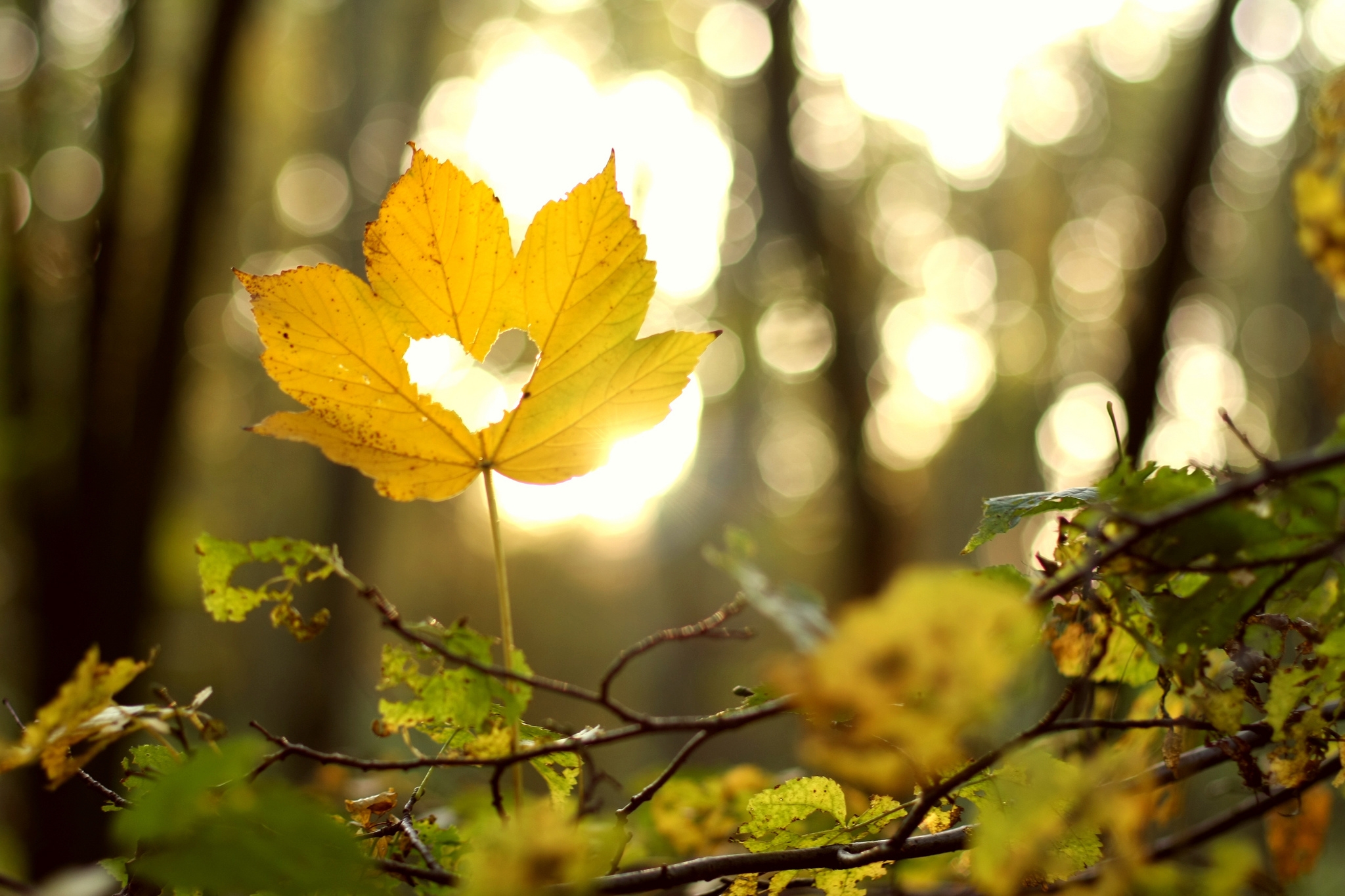 Солнце сквозь осенние листья