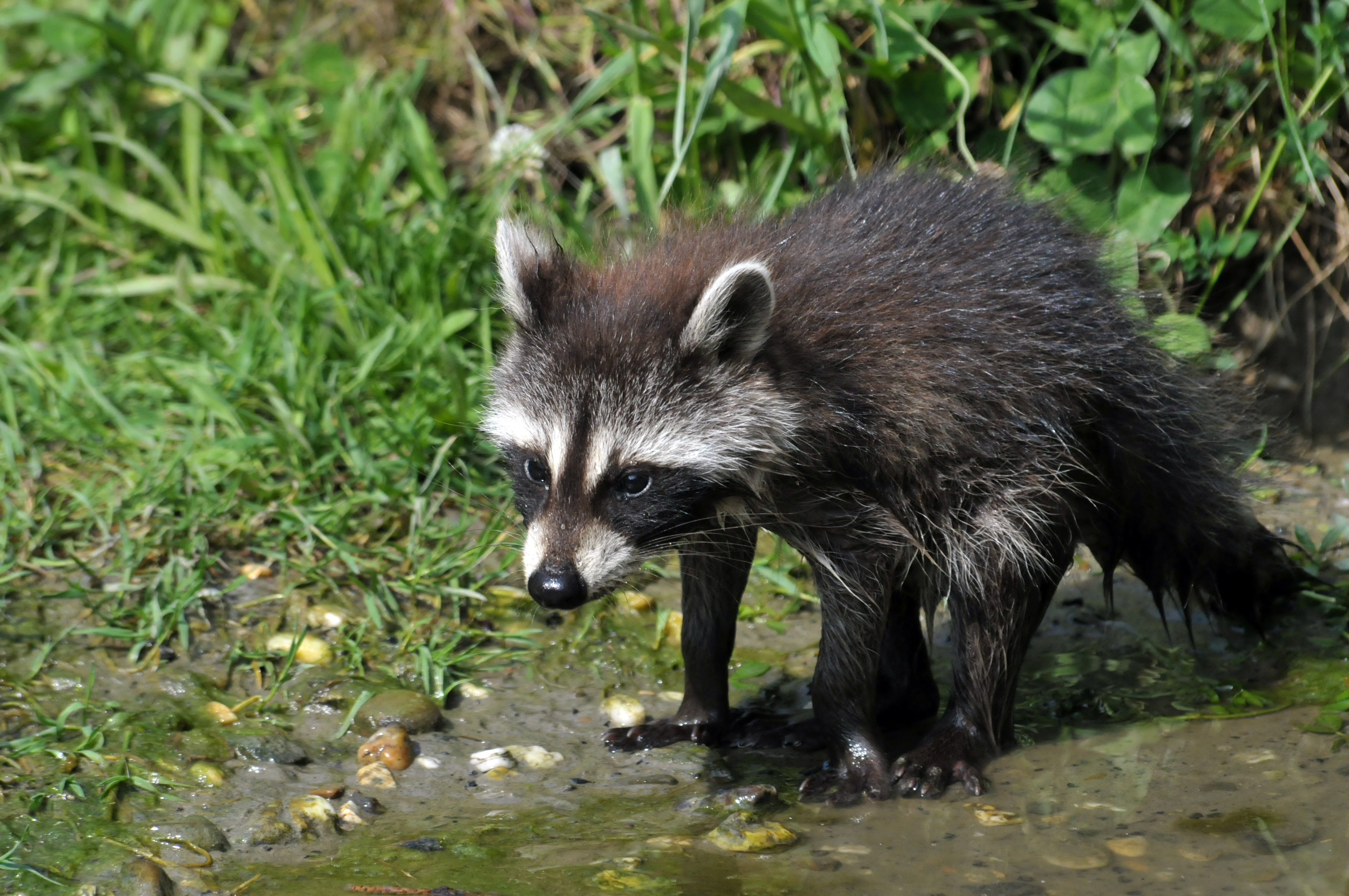 Waschbär kacke