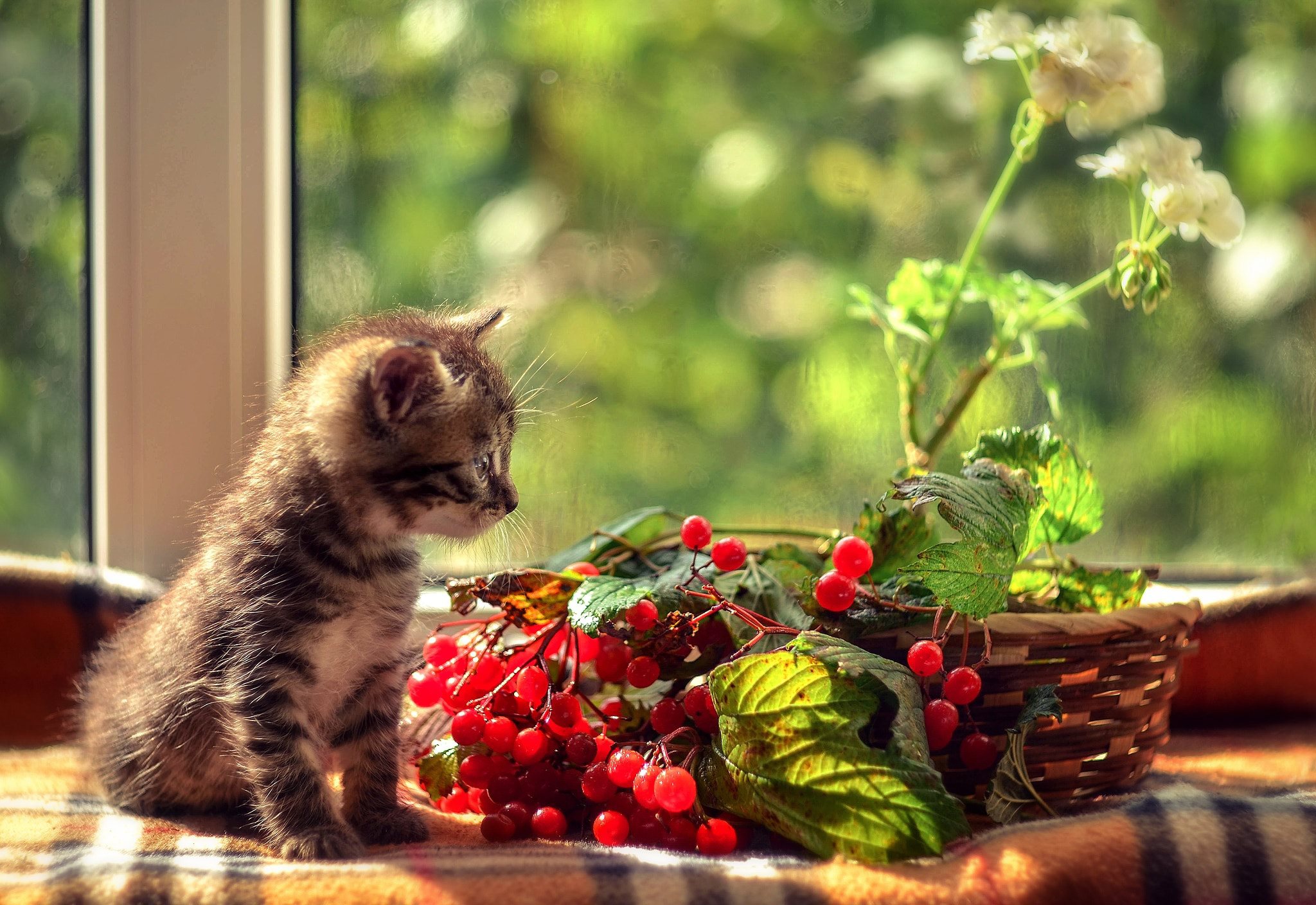 Кошка с ягодами