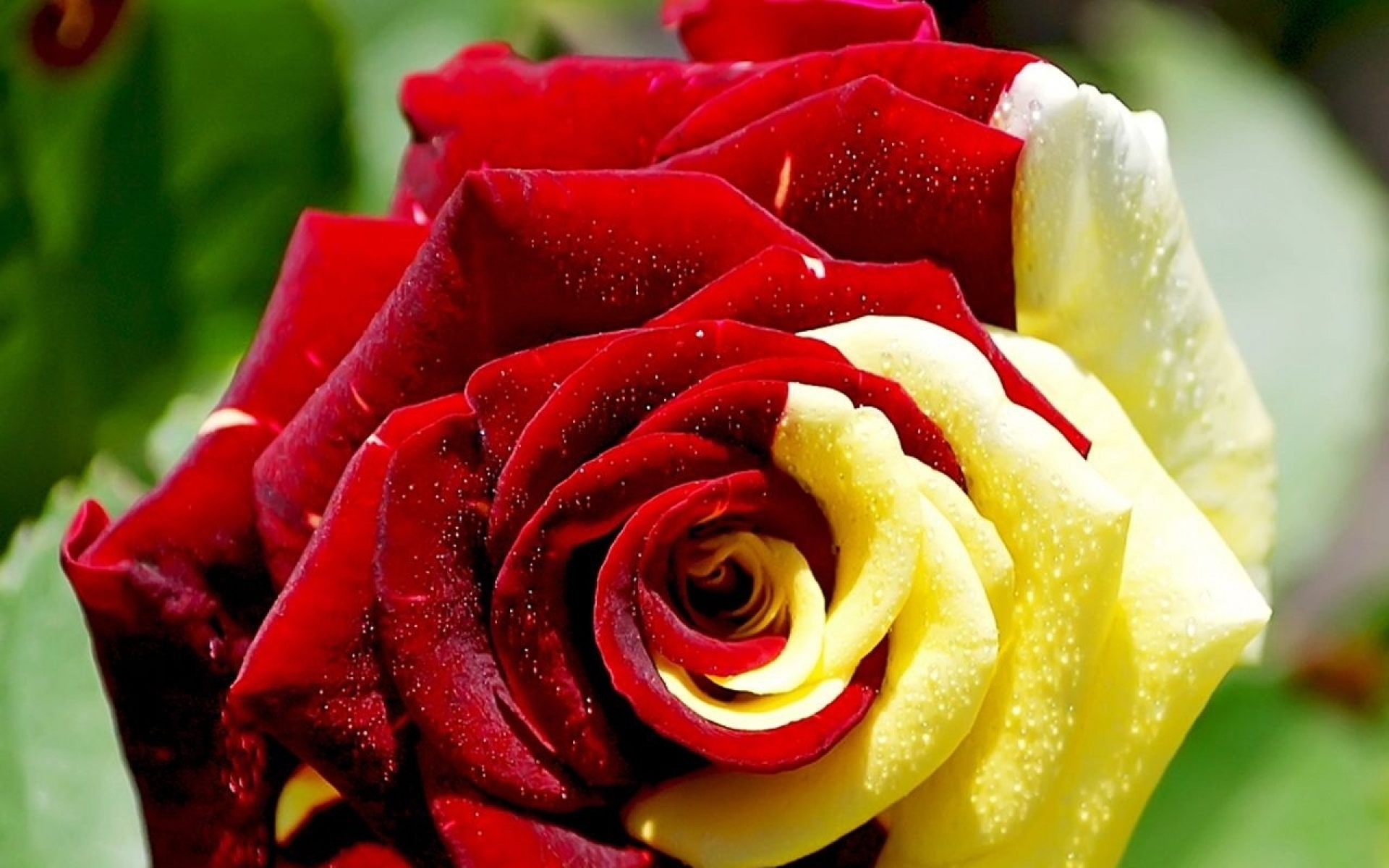 Роза двухцветная красно желтая