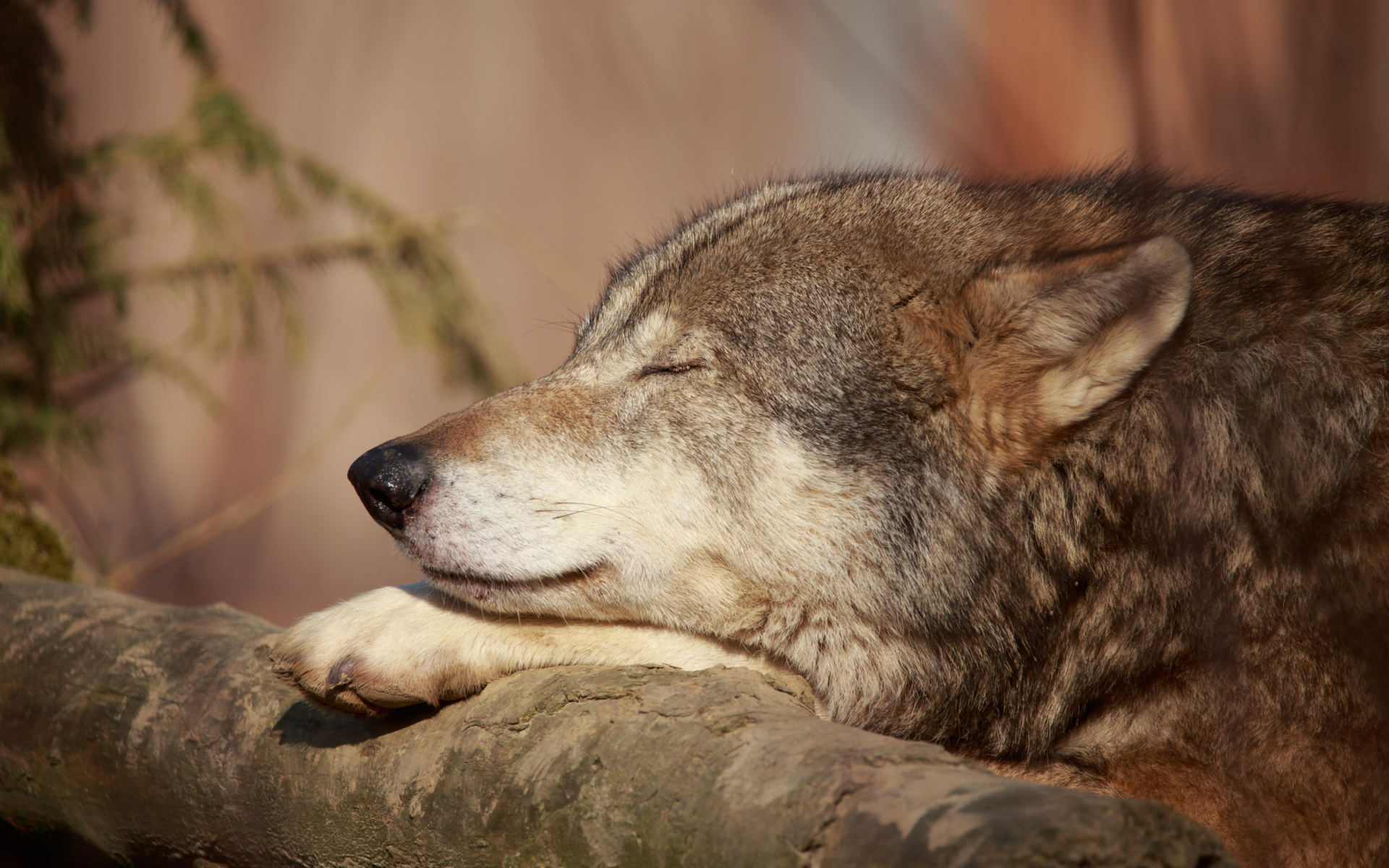 Грозный волк фото