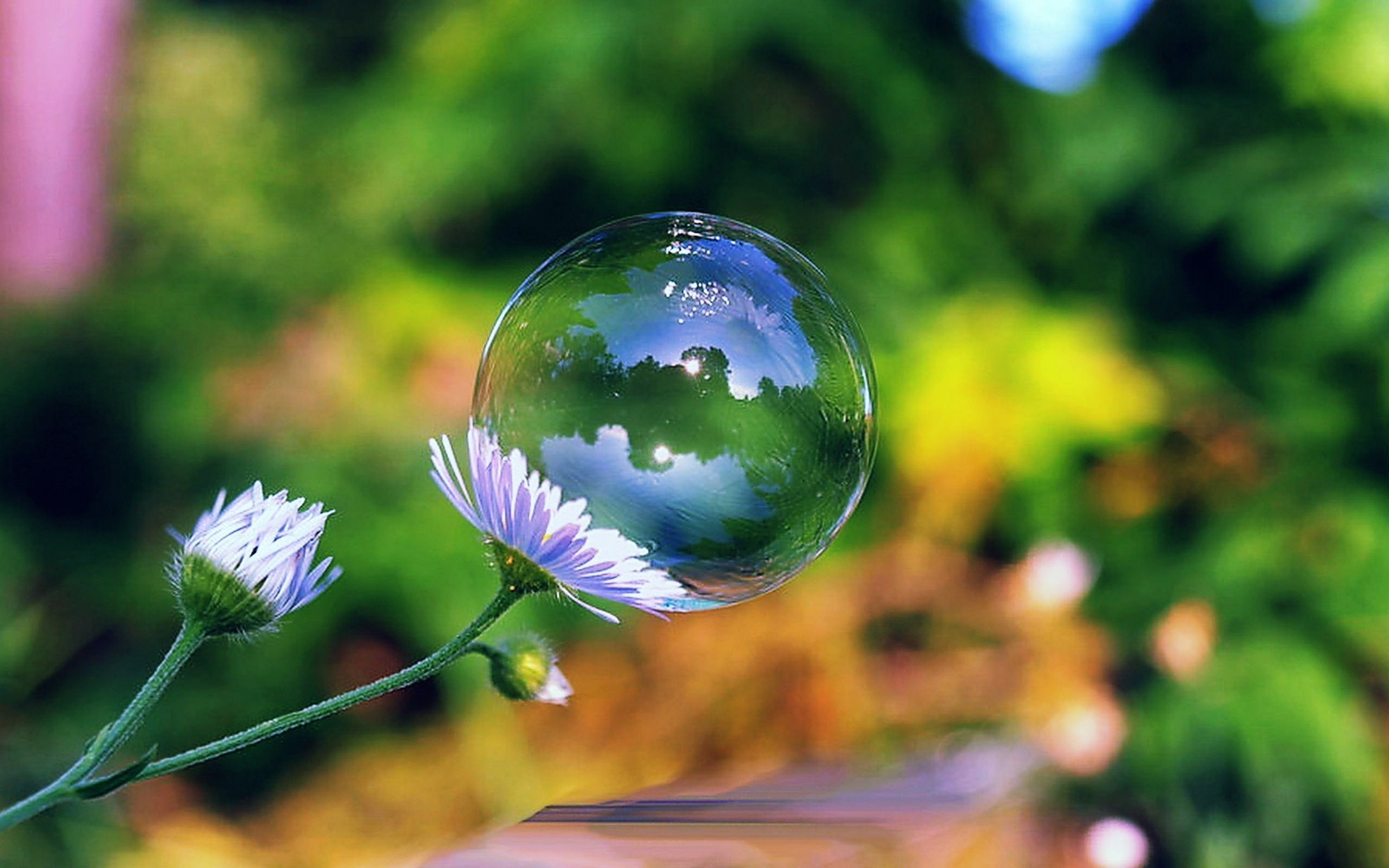 Мыльные пузыри и цветы