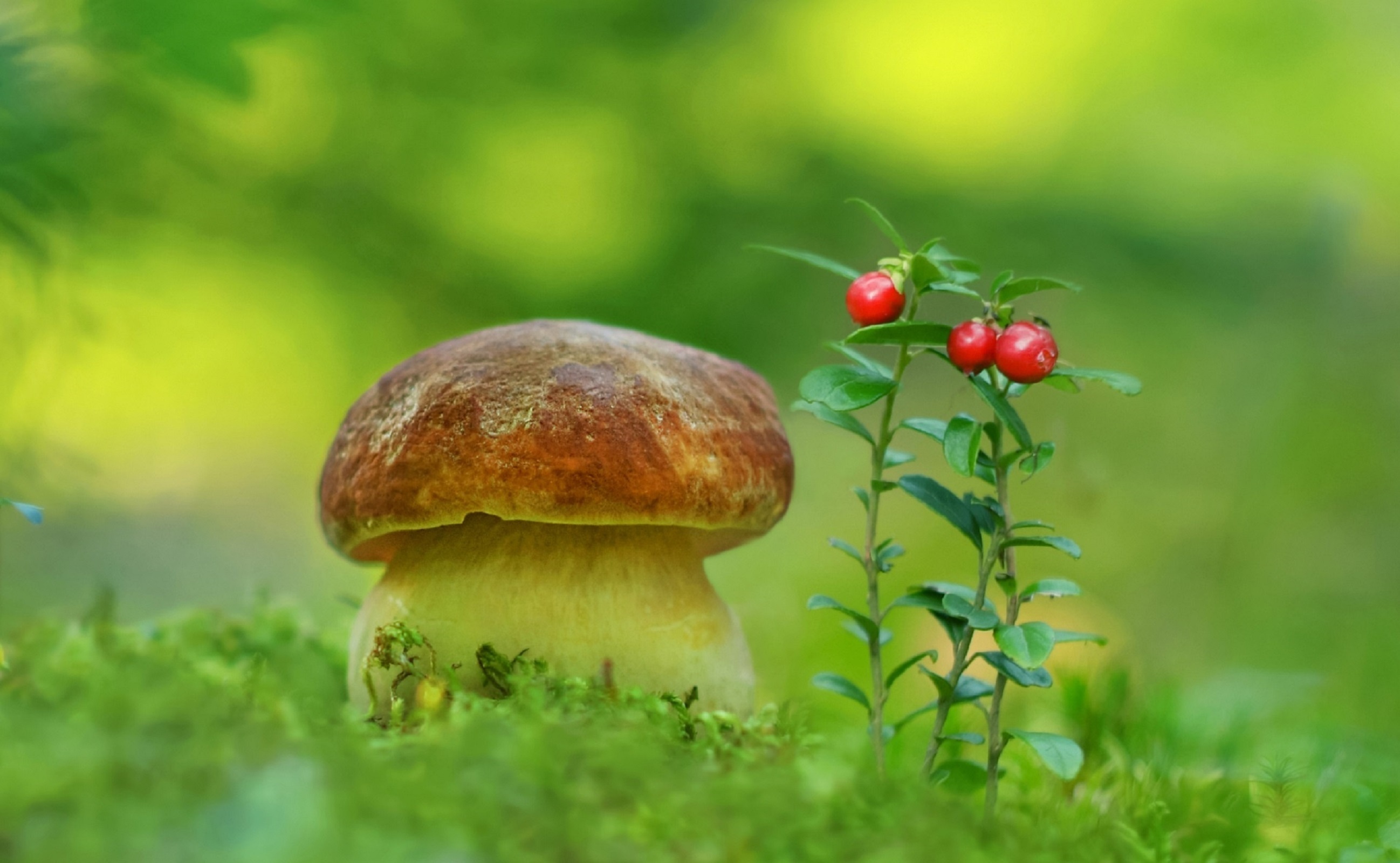 Лето грибы