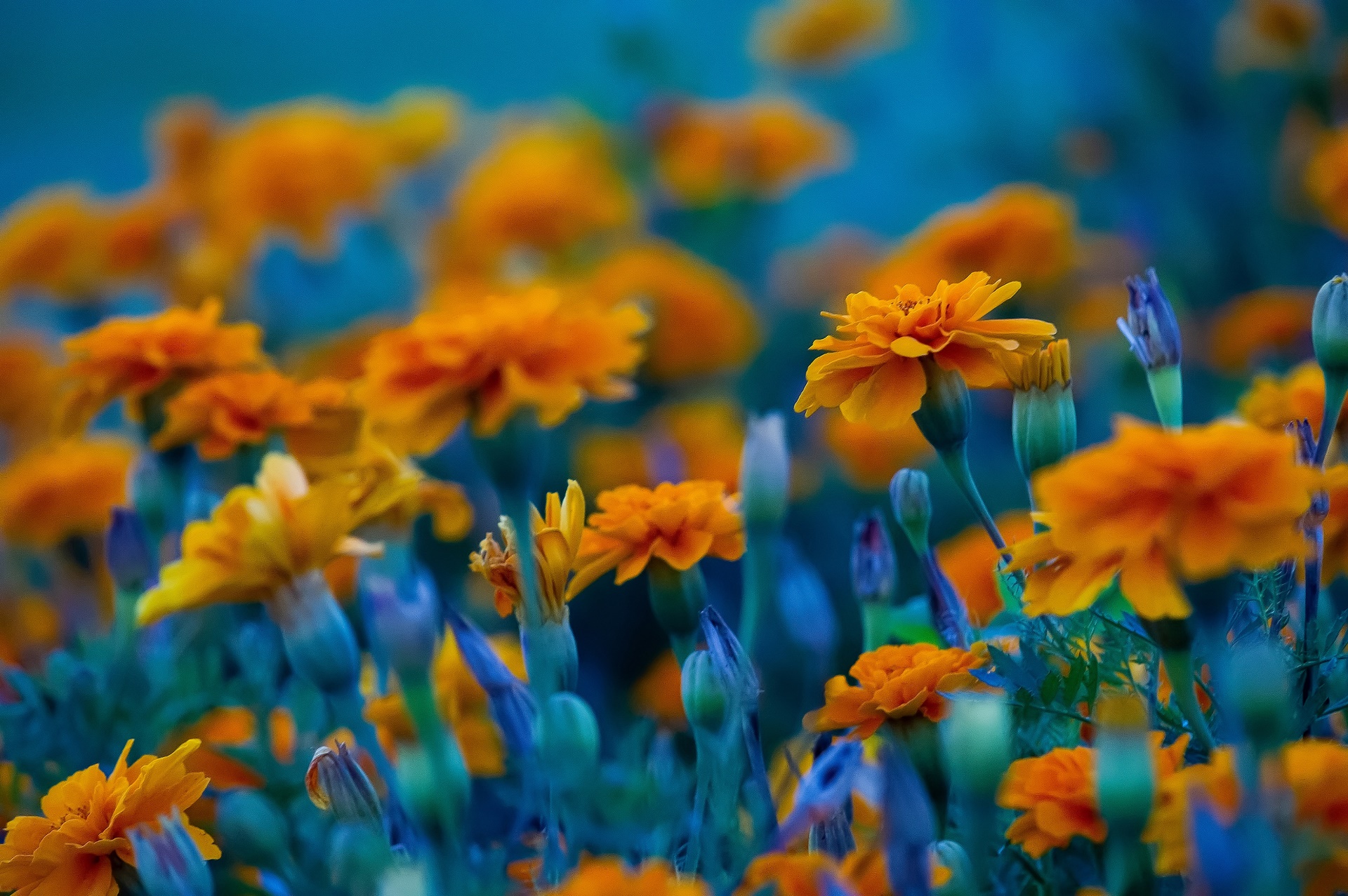 Оранжевые цветы на синем фоне