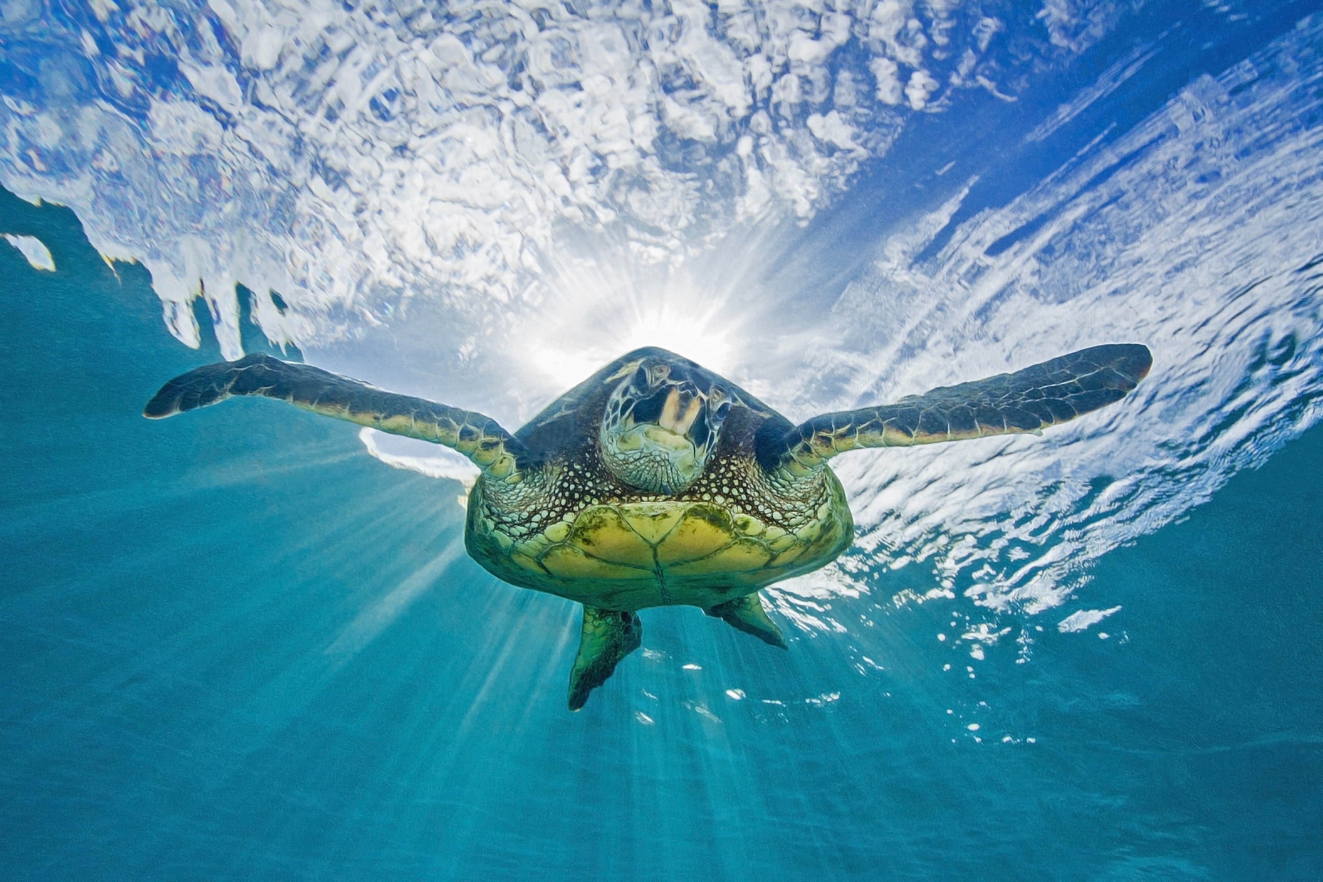 Море черепаха