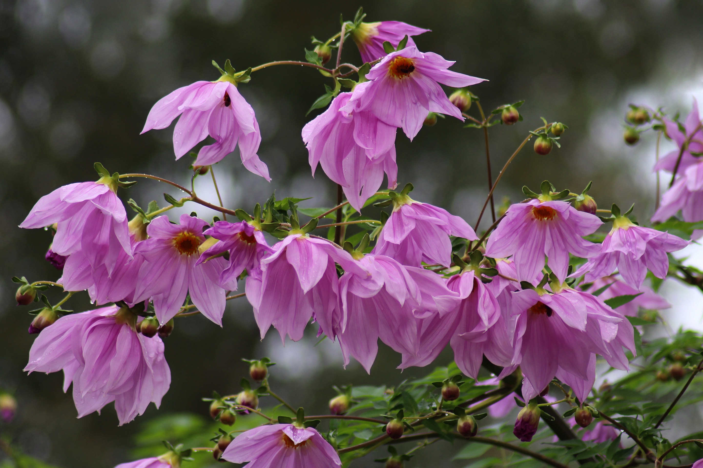 Георгин Императорский Dahlia Imperialis