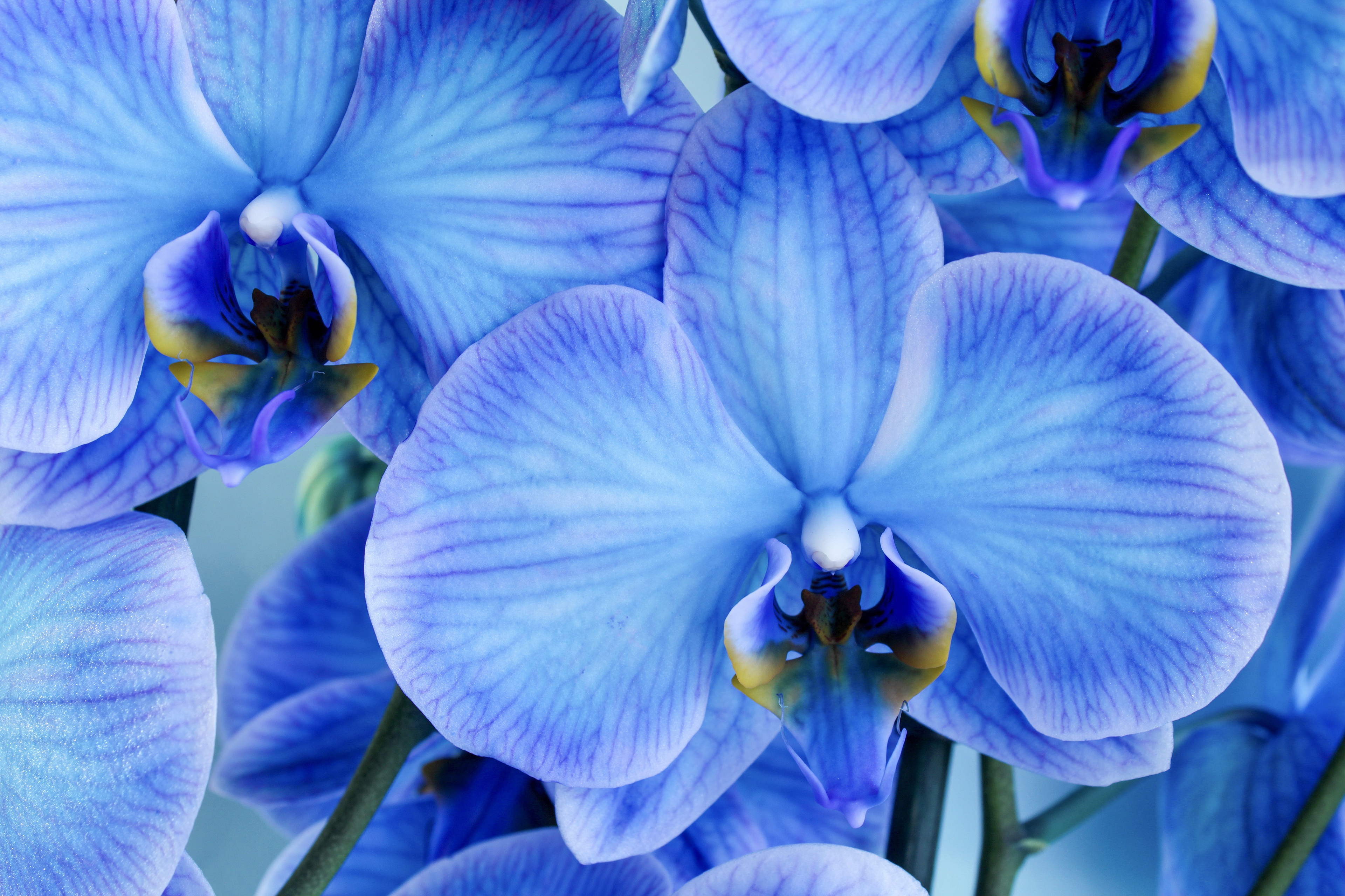 Голубая Орхидея Мальчики