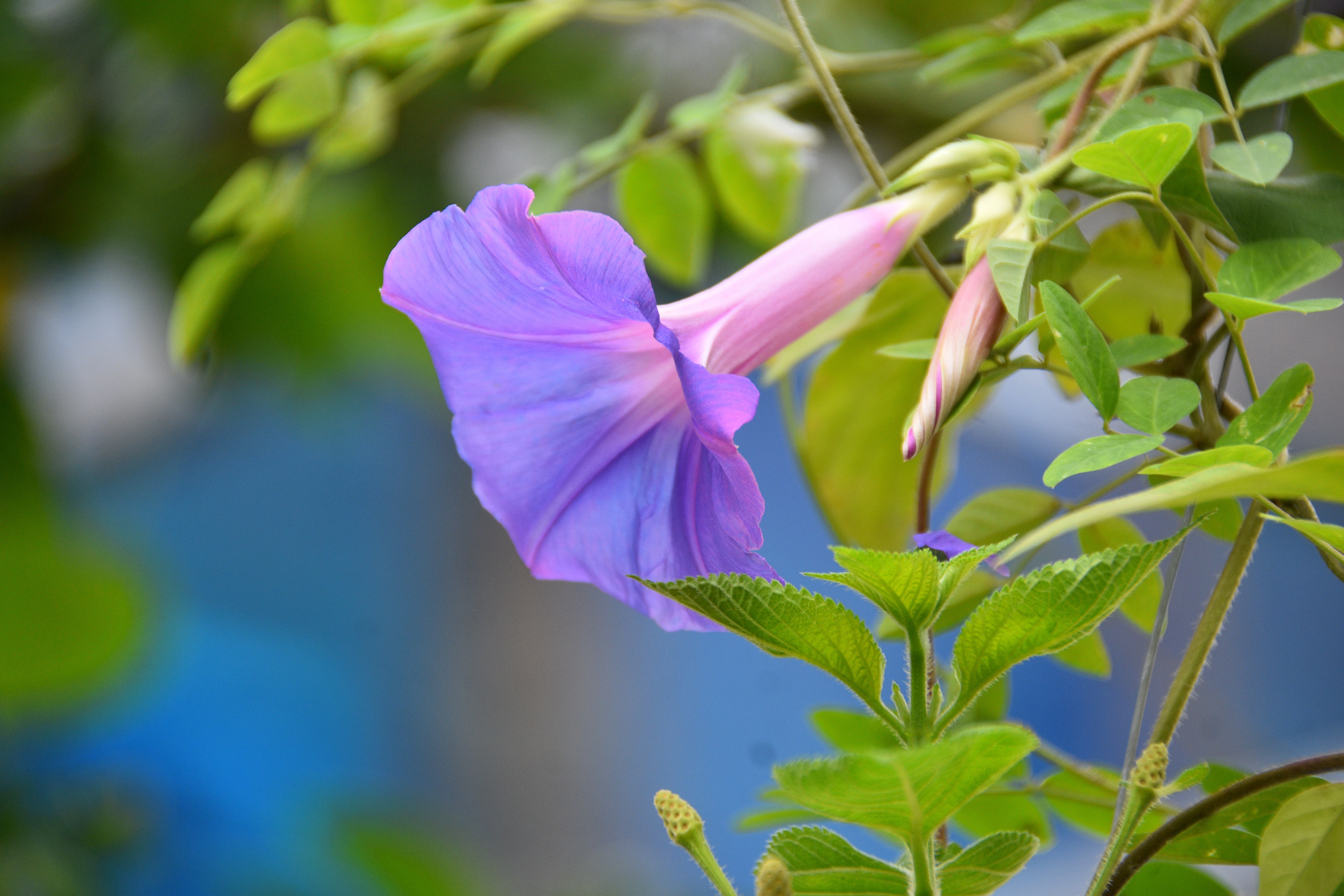 Bindweed Flower