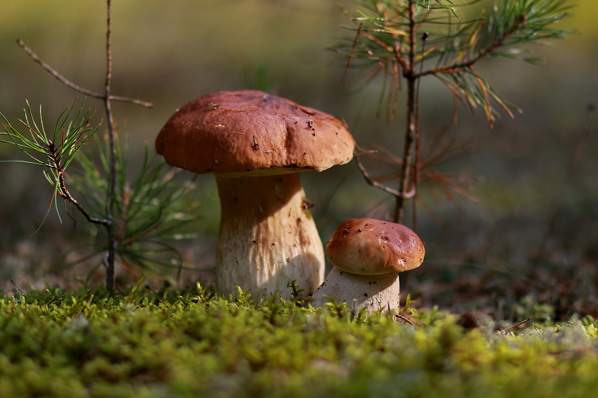 осенние грибы в смешанном лесу фото