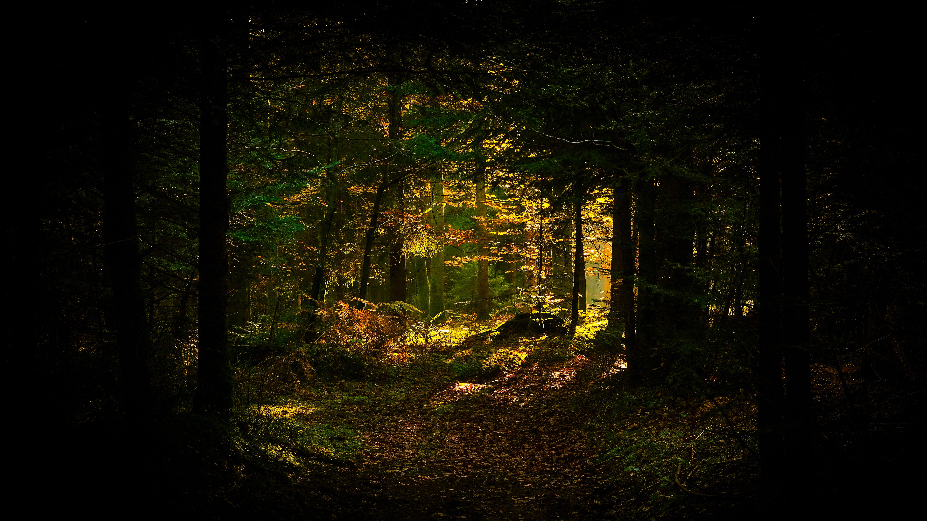 От чего может быть полумрак в лесу фото