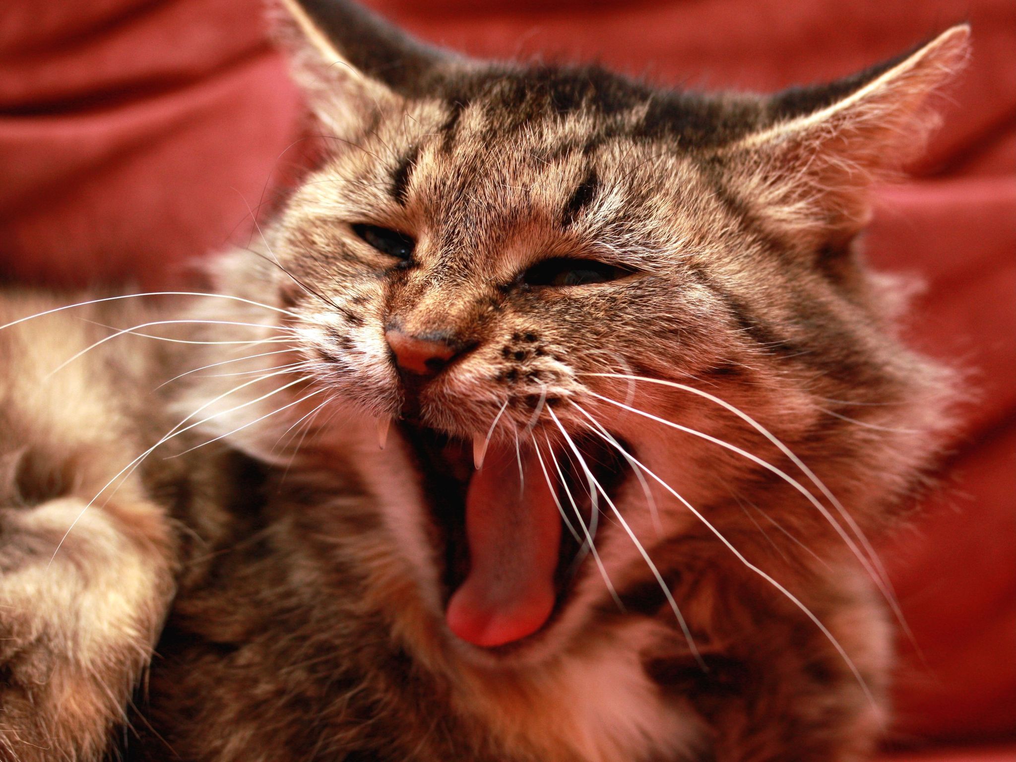 Звуки кричащих котов. Коты. Смех животных. Смешной кот. Котяра.