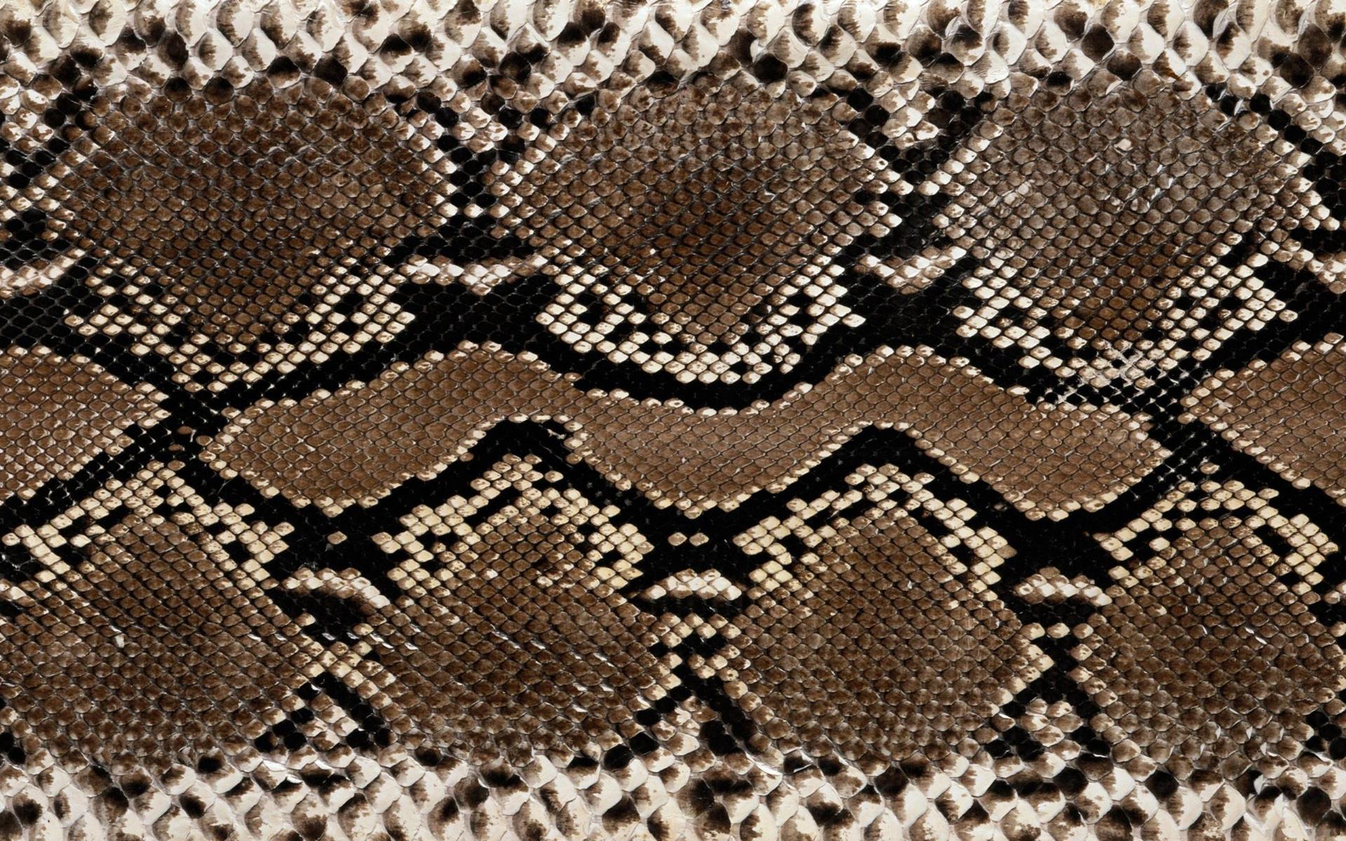 Обои фон, змея, питон, змеиная кожа, background для рабочего стола #14889