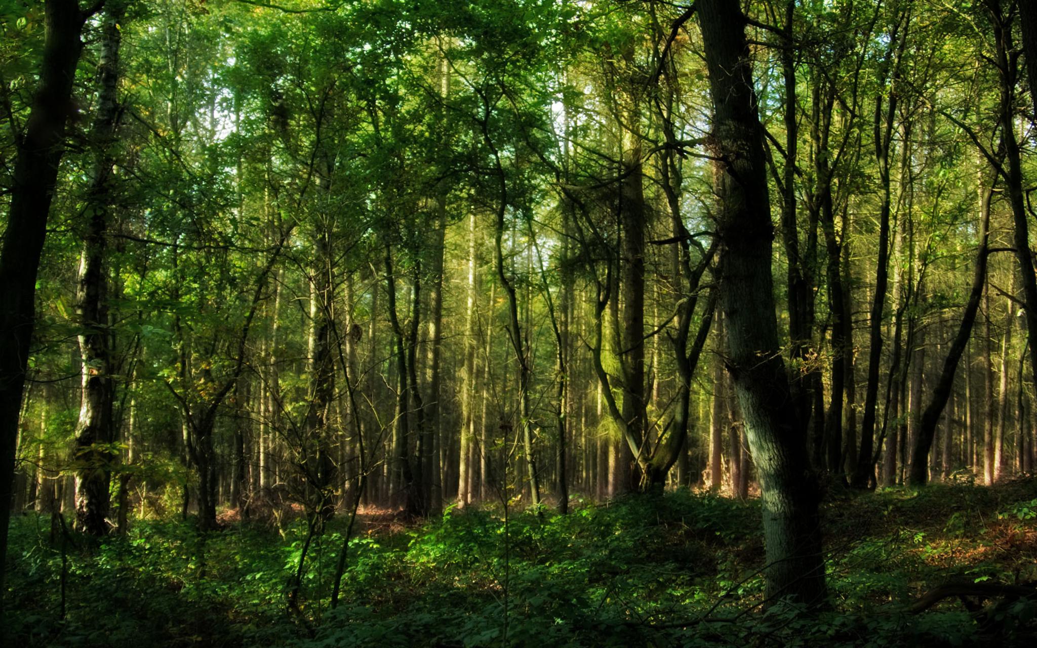 Разнообразие природы лесов. Широколиственный лес Дубрава. Беловежская пуща деревья. Битцевский лес ландшафт. Широколиственный лес пейзаж.