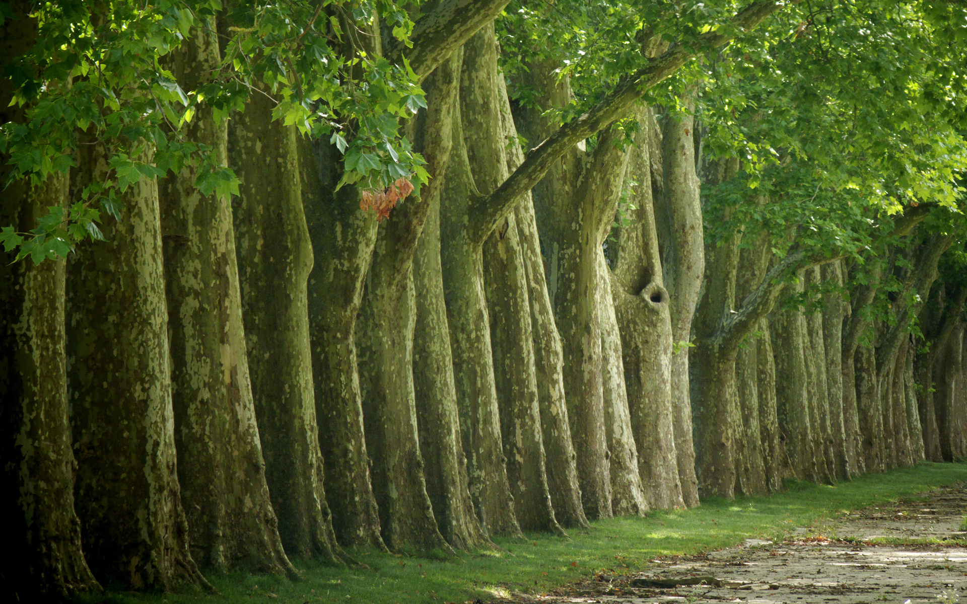 Лес где дерево на дереве стоит. Кэрсивин Ирландия лес. Тисовая аллея Испания. Дерево. Природа вековое дерево.