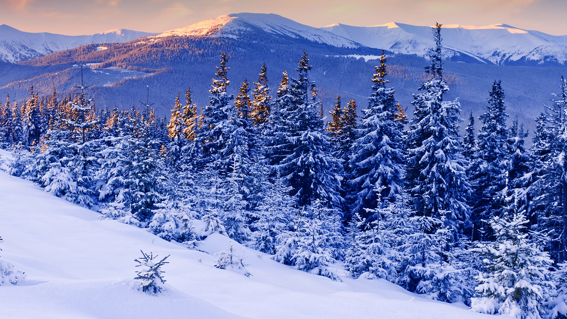 Winterwald Desktopbilder Bilder Und Fotos