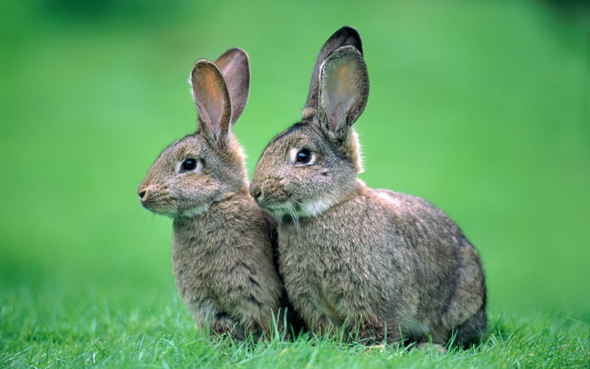 Мире животных зайцы. Заяц Русак с зайчатами. Два зайца. Заяц с зайчонком. Зайчиха с зайчонком.