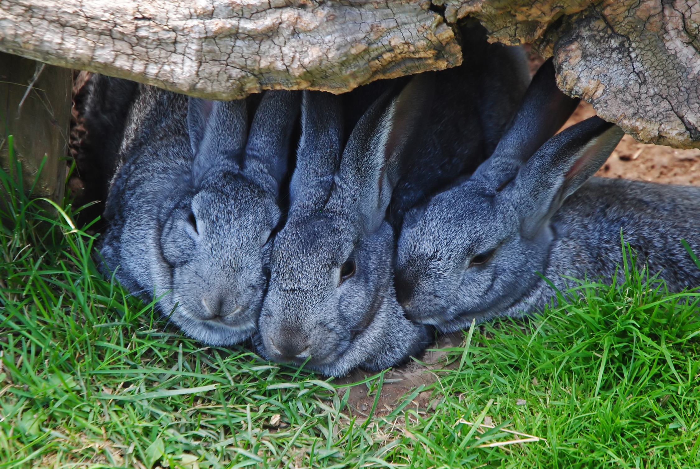 Тега животное. Кролики. Кролик картинка. Кролики в Австралии. Крольчата.