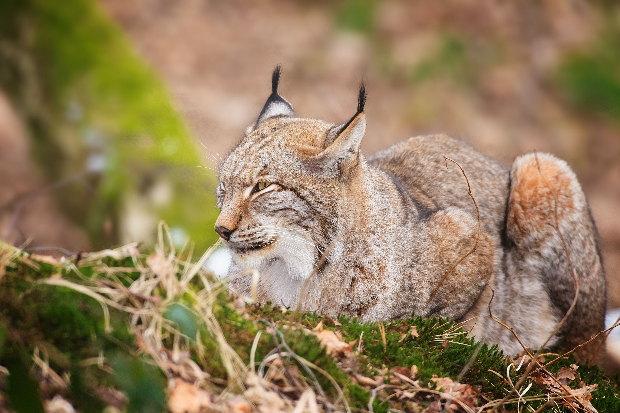 рысь на траве зверь lynx on the grass beast загрузить