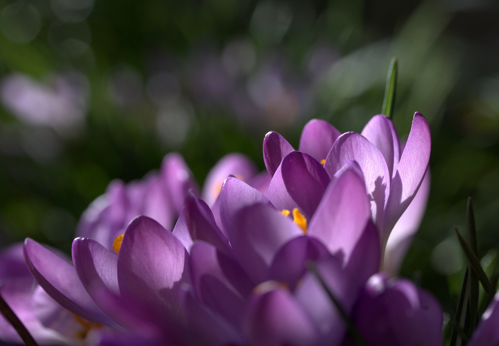 Видео снятое на телефон крокус. Шафран лиловый цветок. Цветок фокус Крокус. Крокус фиолетовый. Крокус цветок фиолетовый.