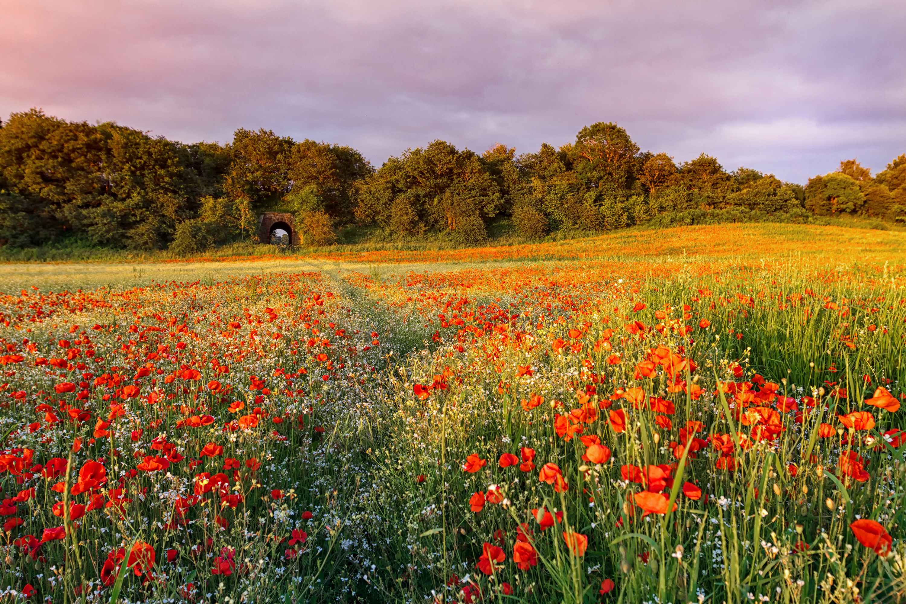 Покажи картинки лета. Маковый луг Мане. Маковые поля в Крыму. Поле с цветами. Летнее поле.