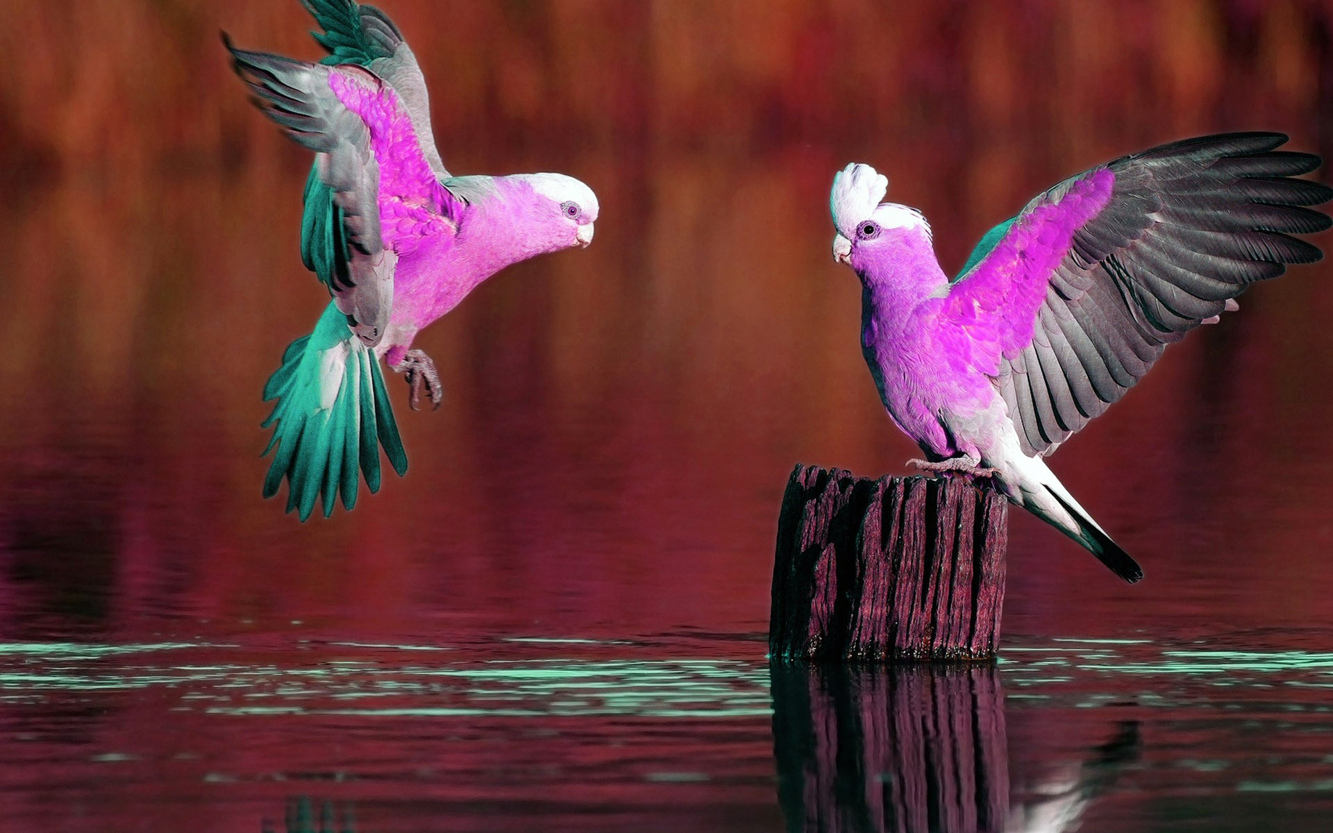 Самые прекрасные птицы. Попугай Какаду розовый. Фиолетовый попугай Какаду. Яркие птицы. Самые разноцветные птицы.