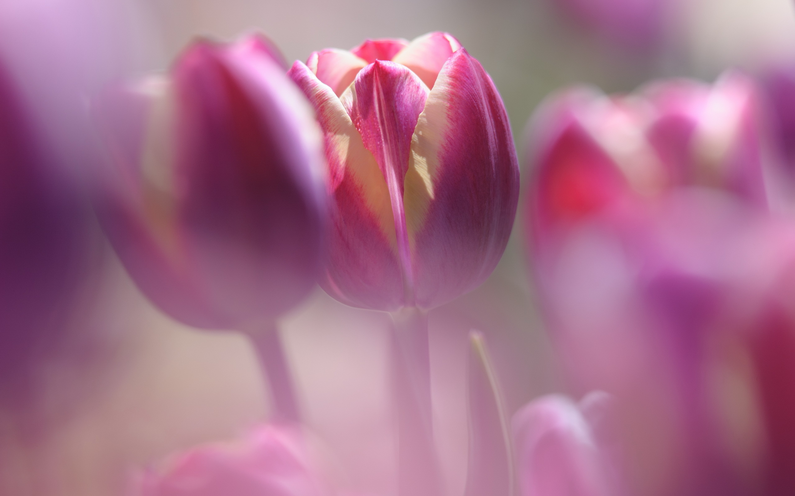 Фон тюльпаны нежный. Розовые тюльпаны. Тюльпан сиреневый. Нежные тюльпаны. Цветы макро.