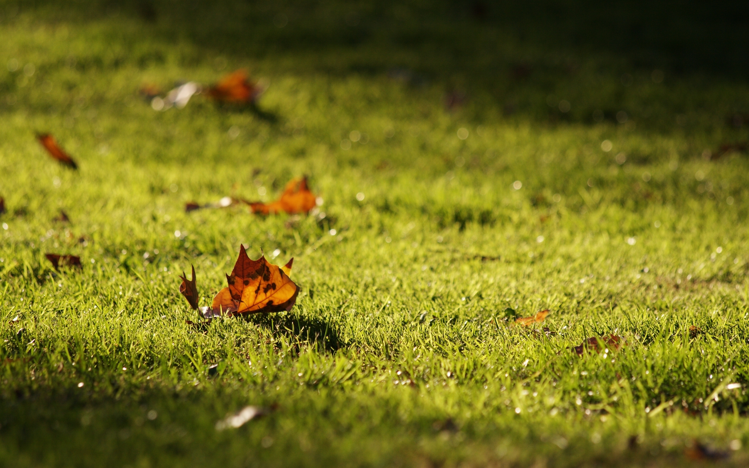 В сухой траве словом всюду. Осенний газон. Осенняя трава. Газон с осенними листьями. Листья травы.