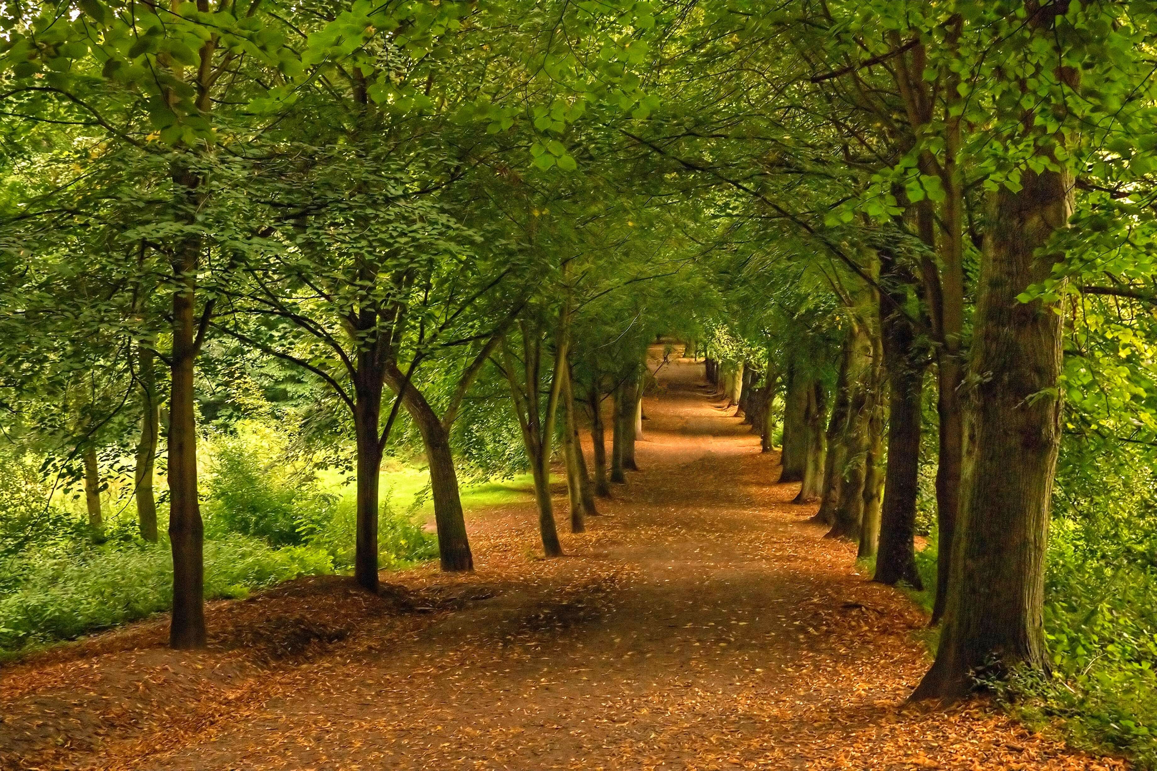 Аллея ньютона. Парк Англия аллея. Лесопарк аллея из деревьев. Красивый парк с дзеревами.