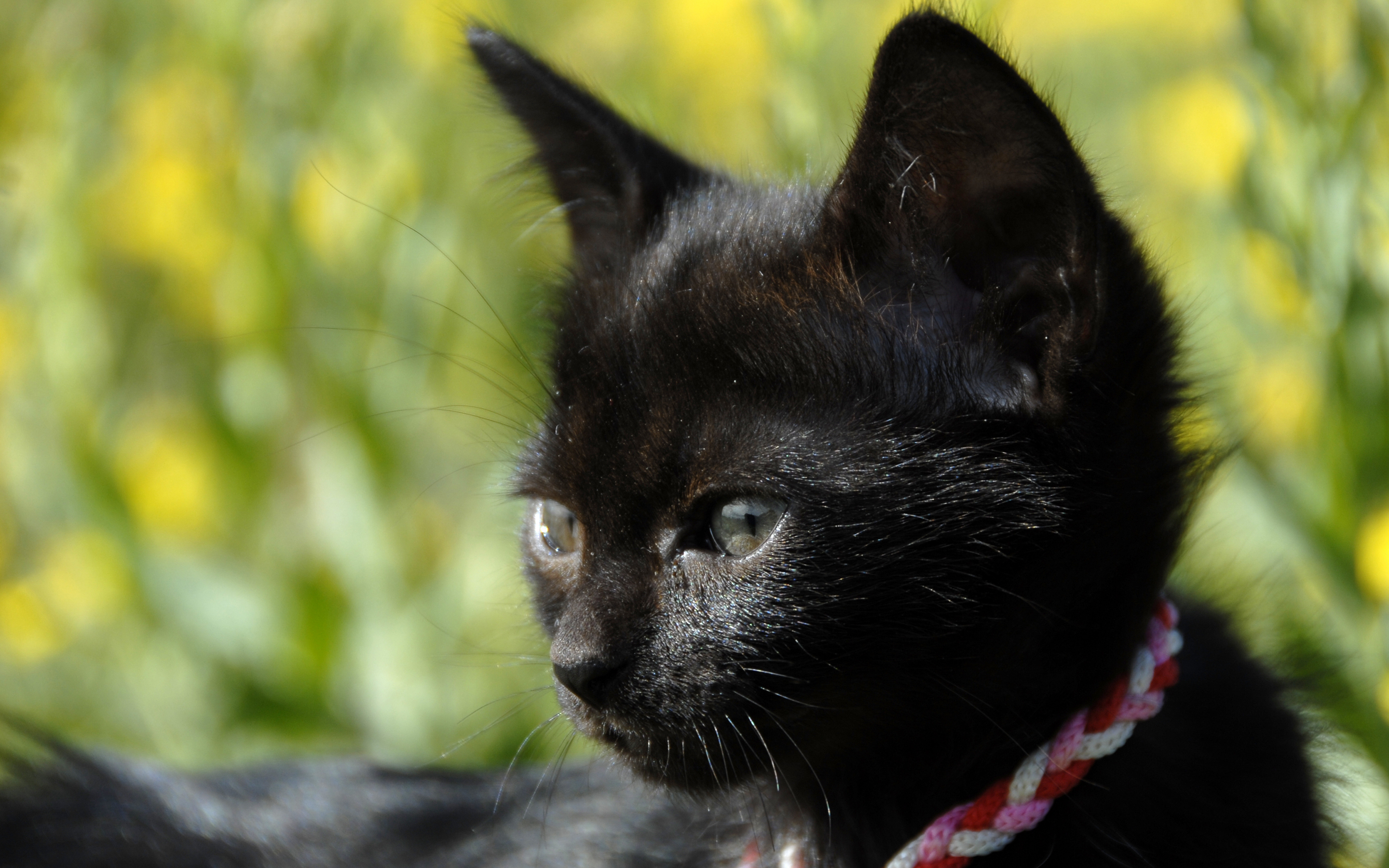 Черная кошка 11. Черный котенок. Заставка на рабочий стол черная кошка. Черная кошка фото. Котенок с черными волосами.
