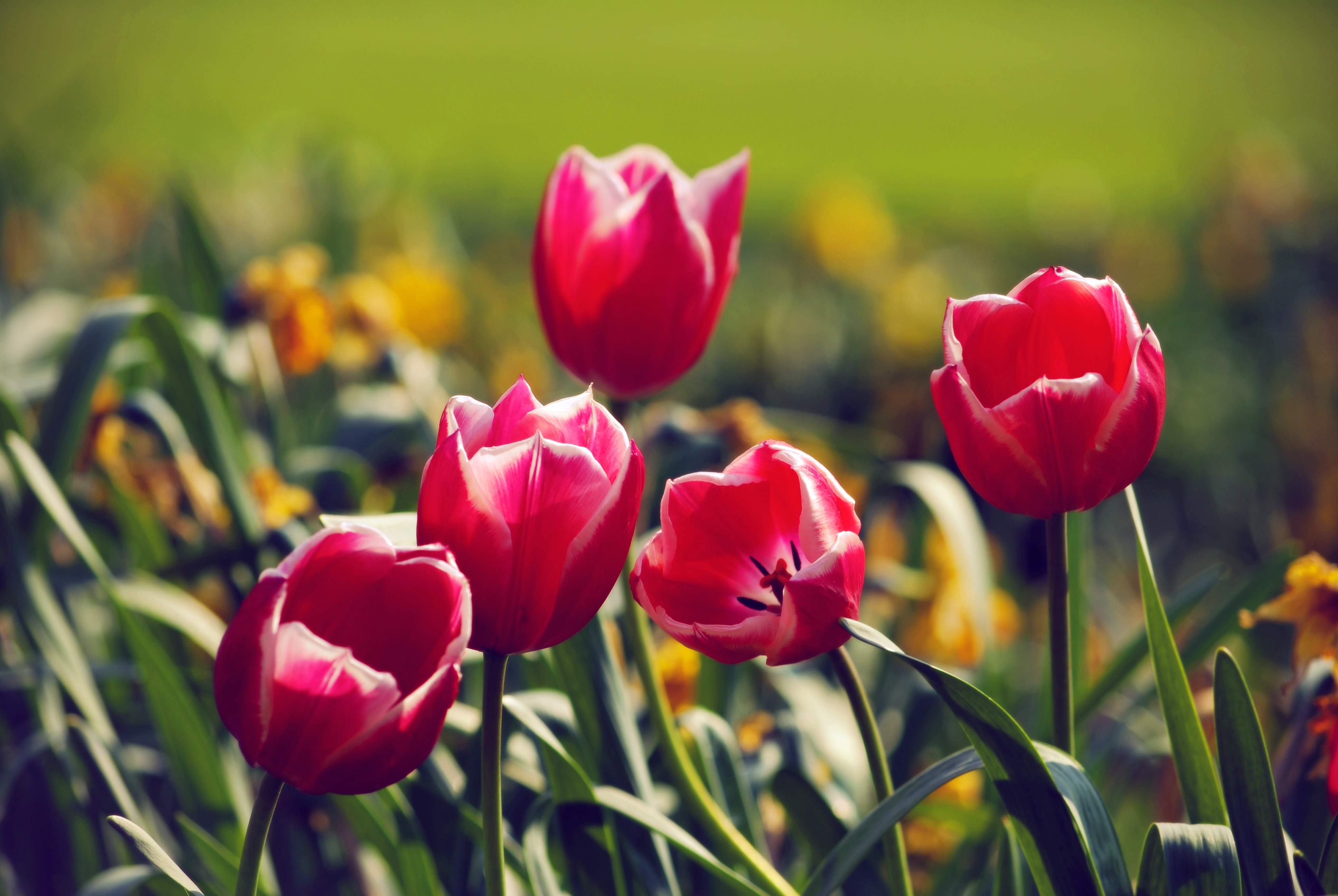 природа цветы тюльпаны бесплатно
