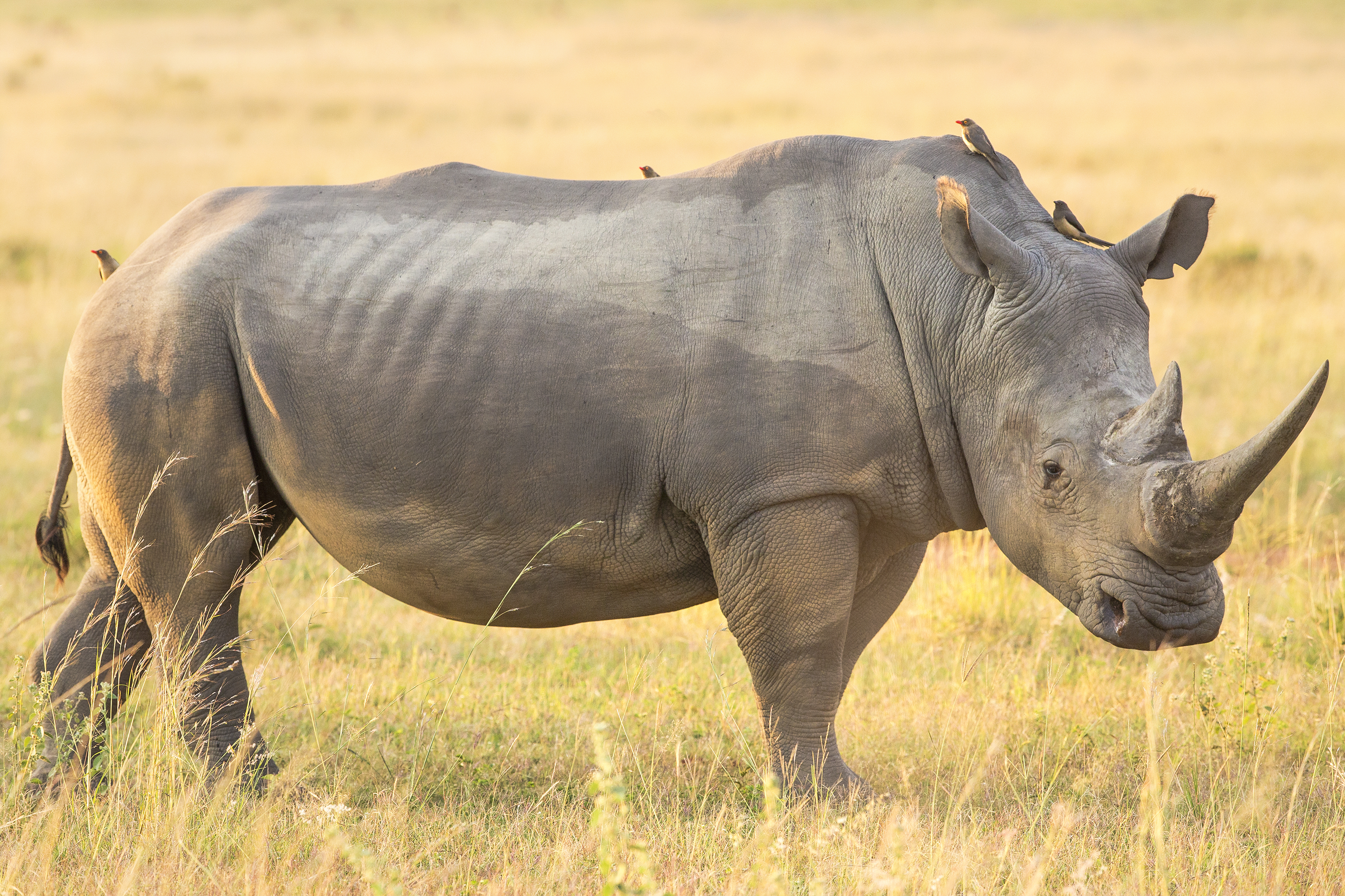 Носорог это какое животное. Камерунский черный носорог. Африканский белый носорог. Белый носорог в Африке. Двурогий носорог.