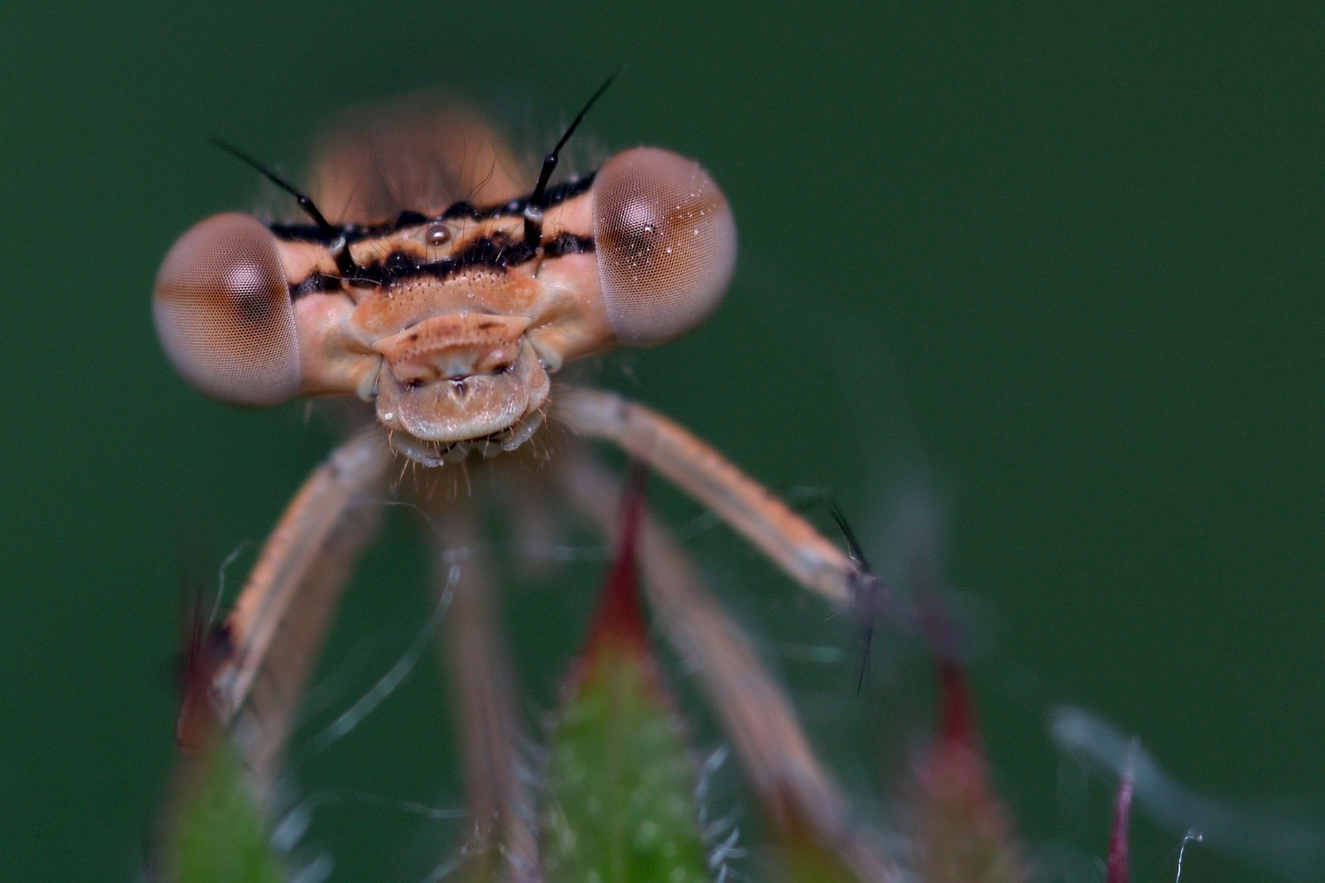 природа насекомое макро глаза стрекоза бесплатно