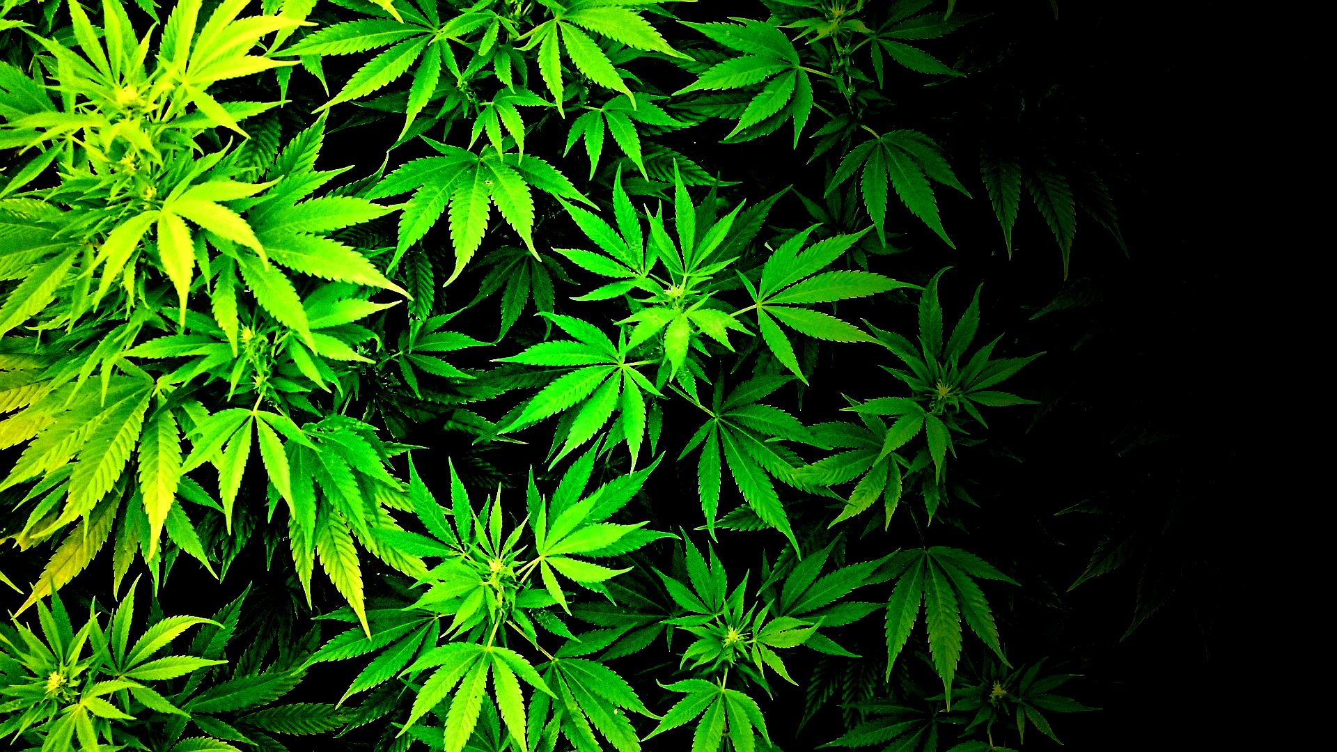 Михайлов конопля способ выращивания марихуаны