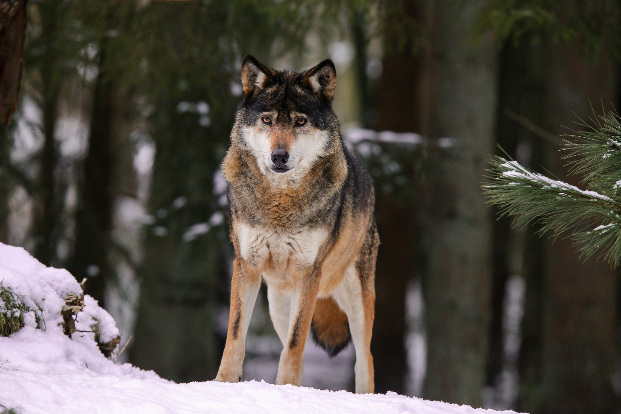 Хорошие качества волков. Волк. Волк фото. Волк в лесу. Волк зимой в лесу.