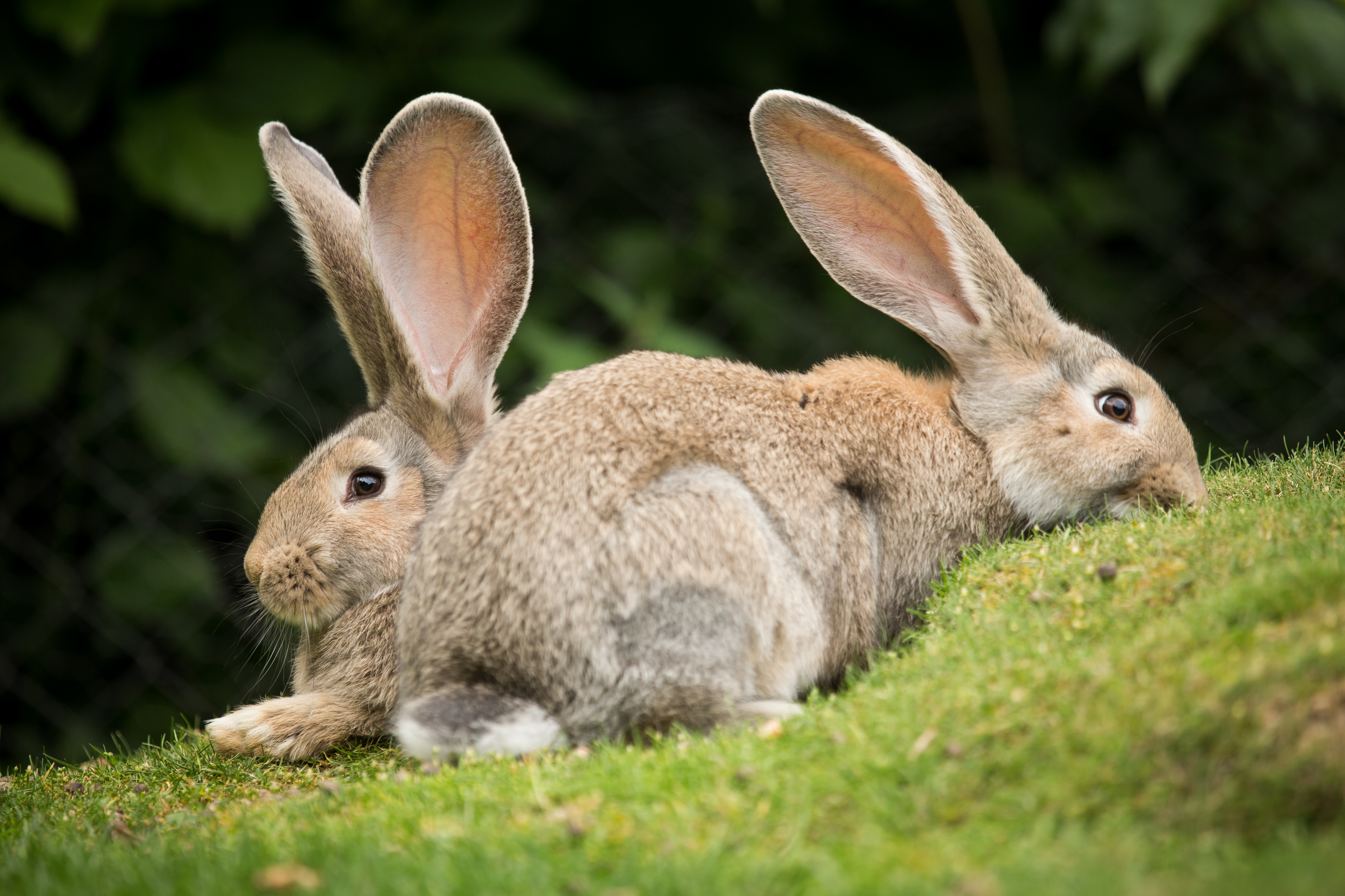 Кролик заяц фото