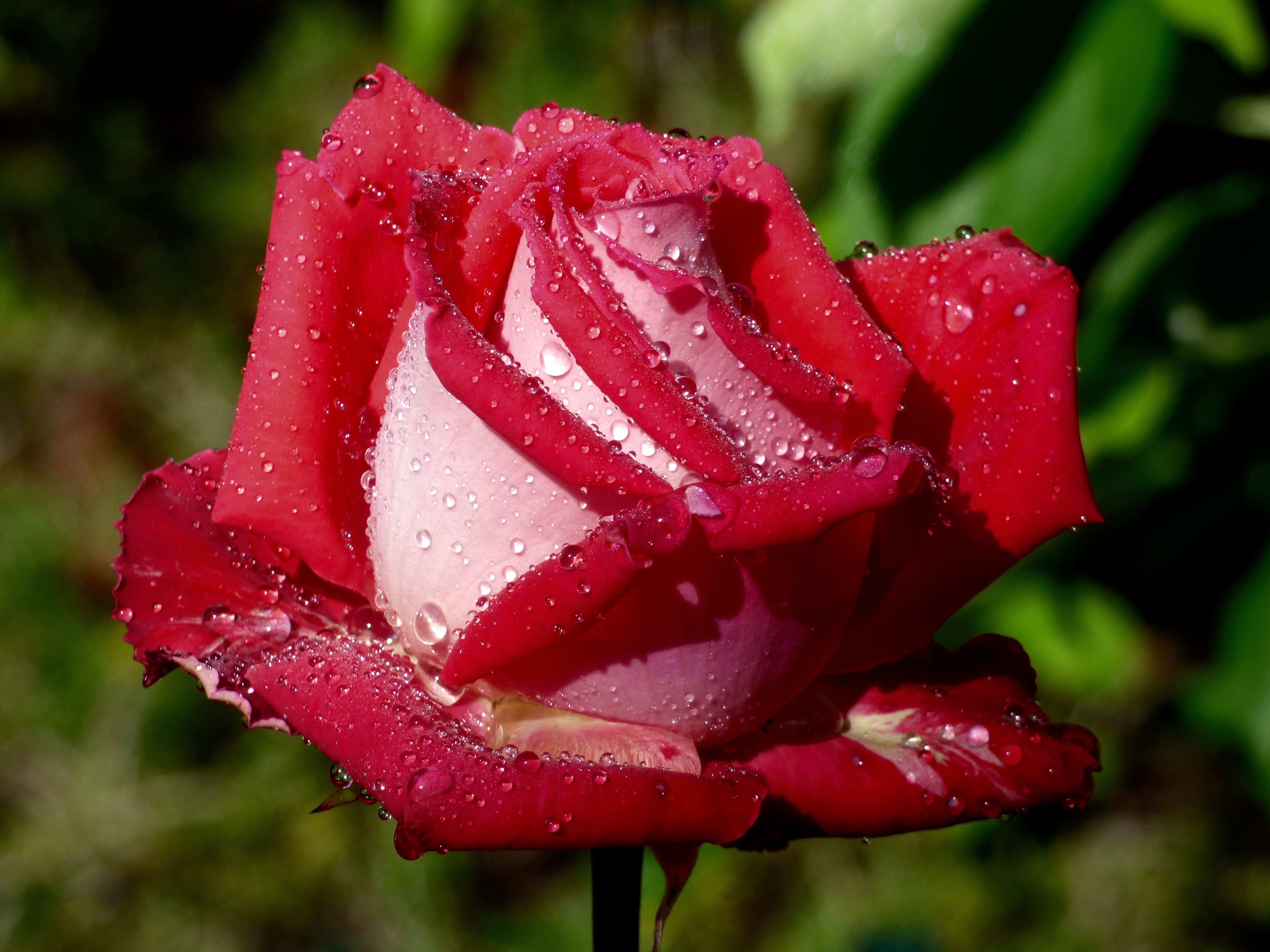 Картинки розы. Беккер роза Осирия. Гулар манзараси. Роза чайно-гибридная Лола. Розы картинки.