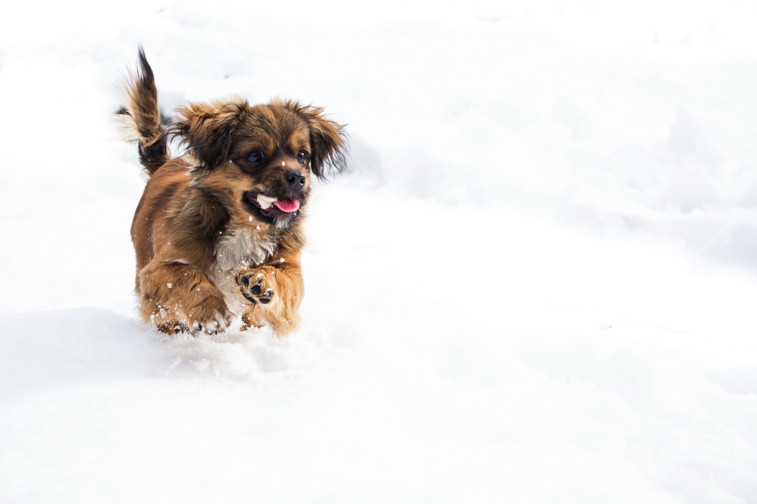 Собака сугроб. Собачки зимой. Собака в снегу. Щенок и снег. Щенки зимой.