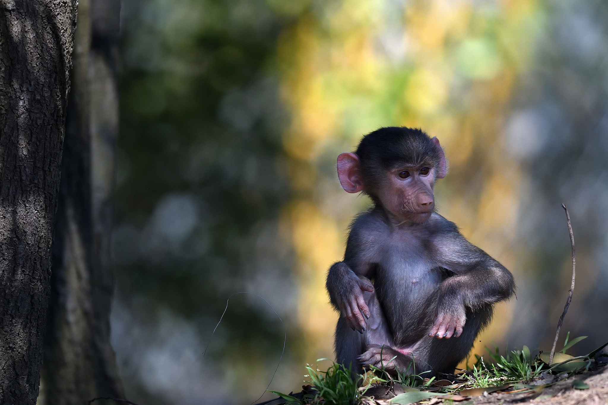 Приматы шимпанзе. Обезьяна. Красивая обезьяна. Мартышка. Красивая мартышка.