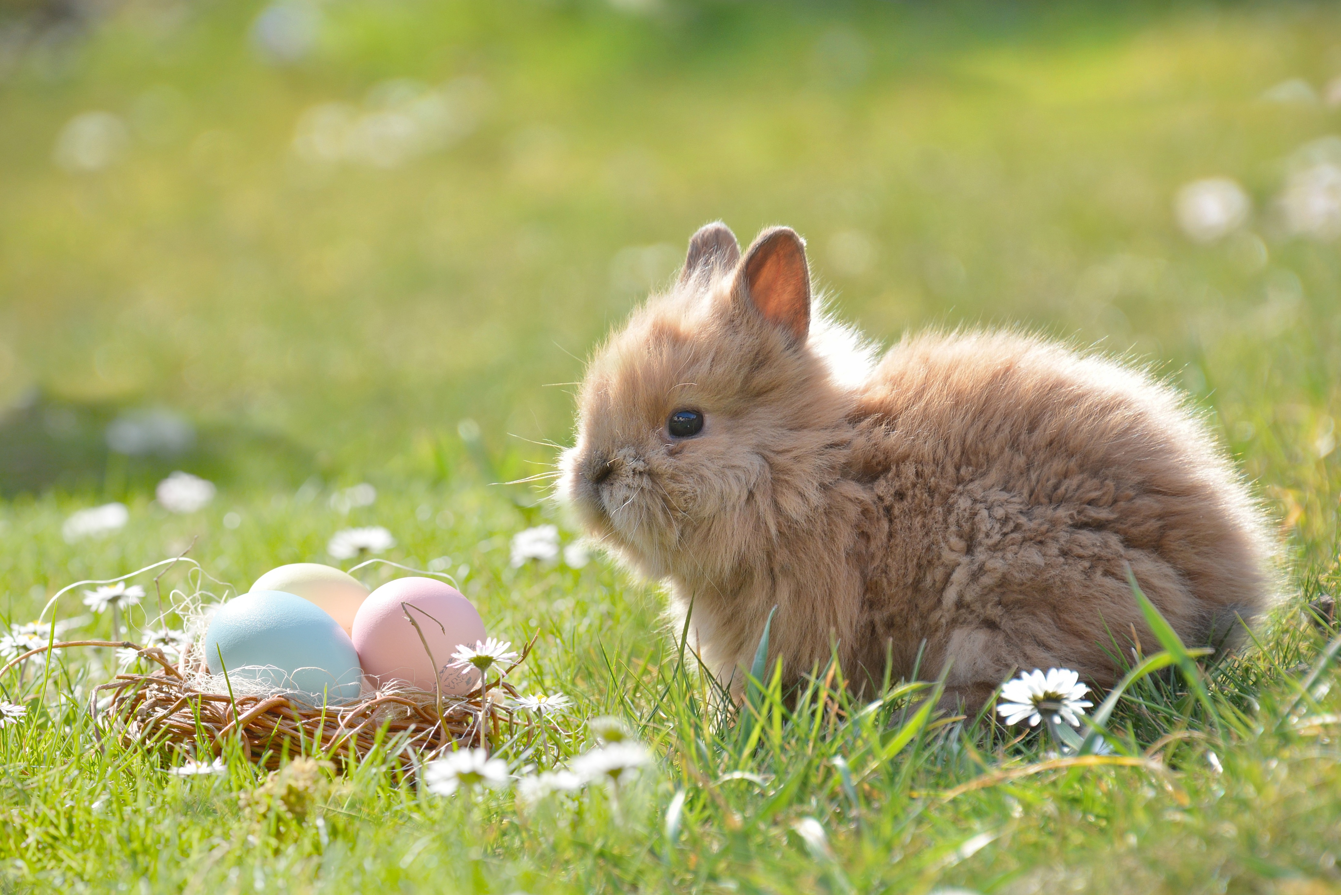 Pasqua 2024. Пасхальный заяц. Пасхальный зайчик. Пасха заяц. Маленькие кролики.