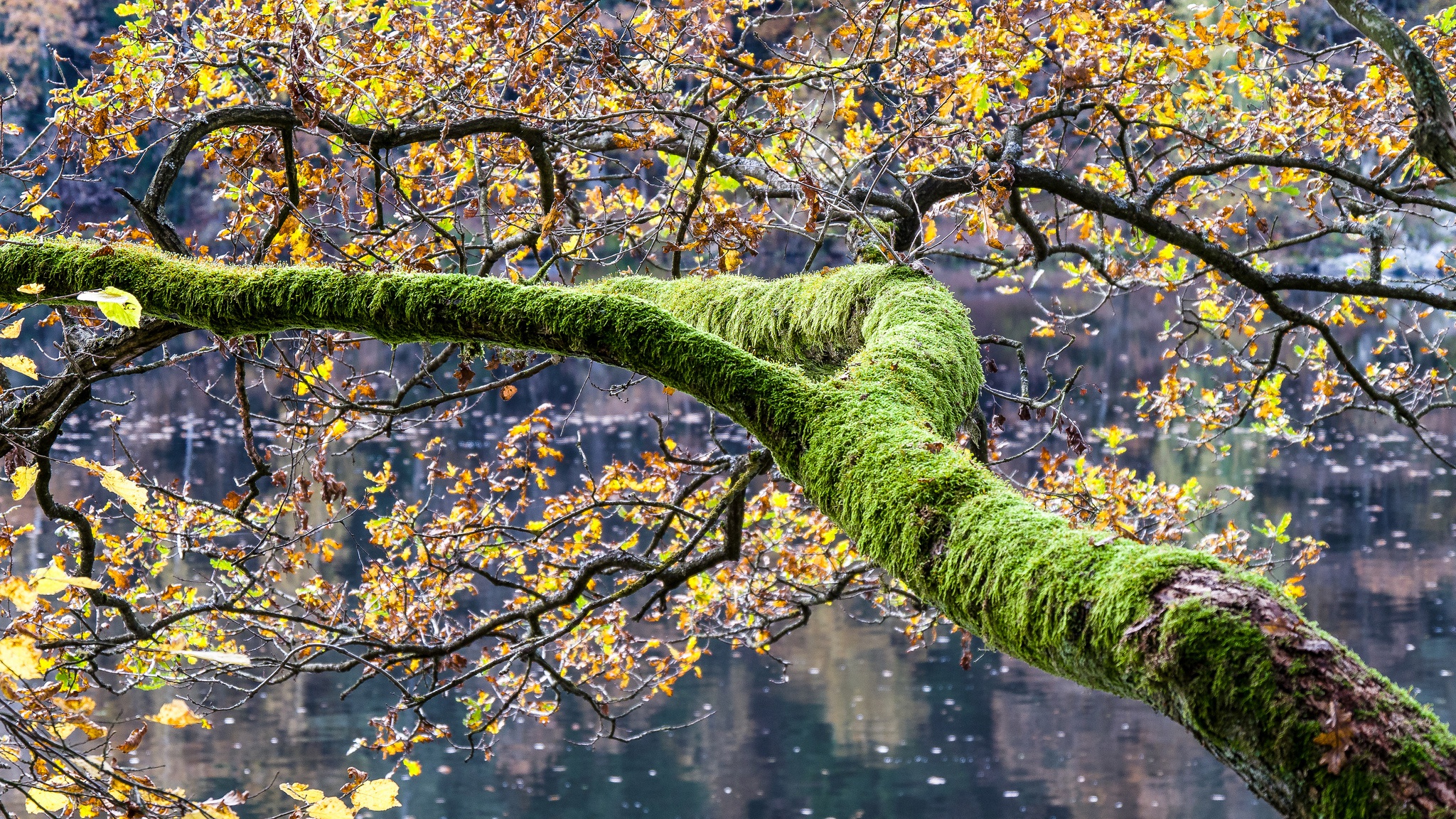 осень озеро деревья листья загрузить