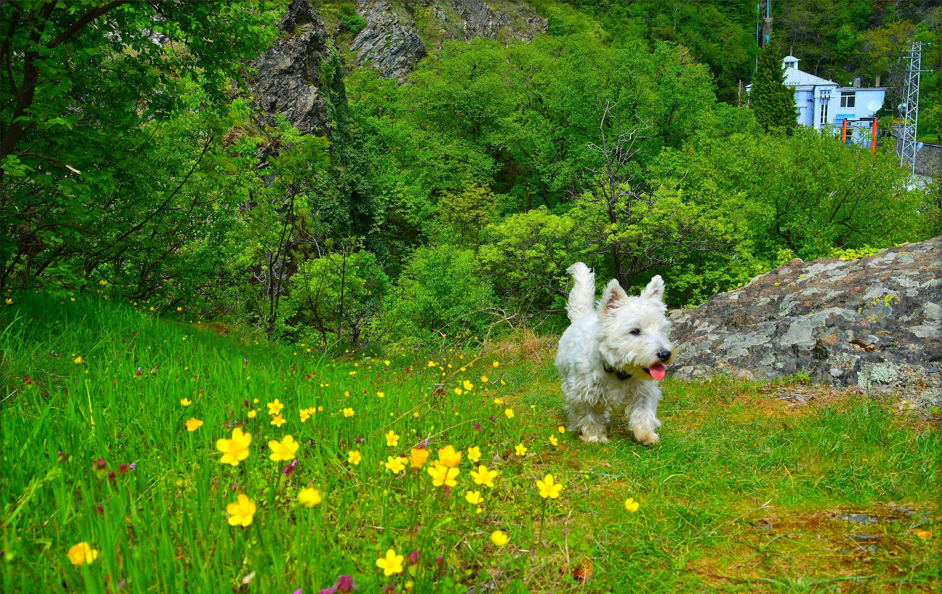 природа животные собака белый щенок Вест-хайленд-уайт-терьер скачать