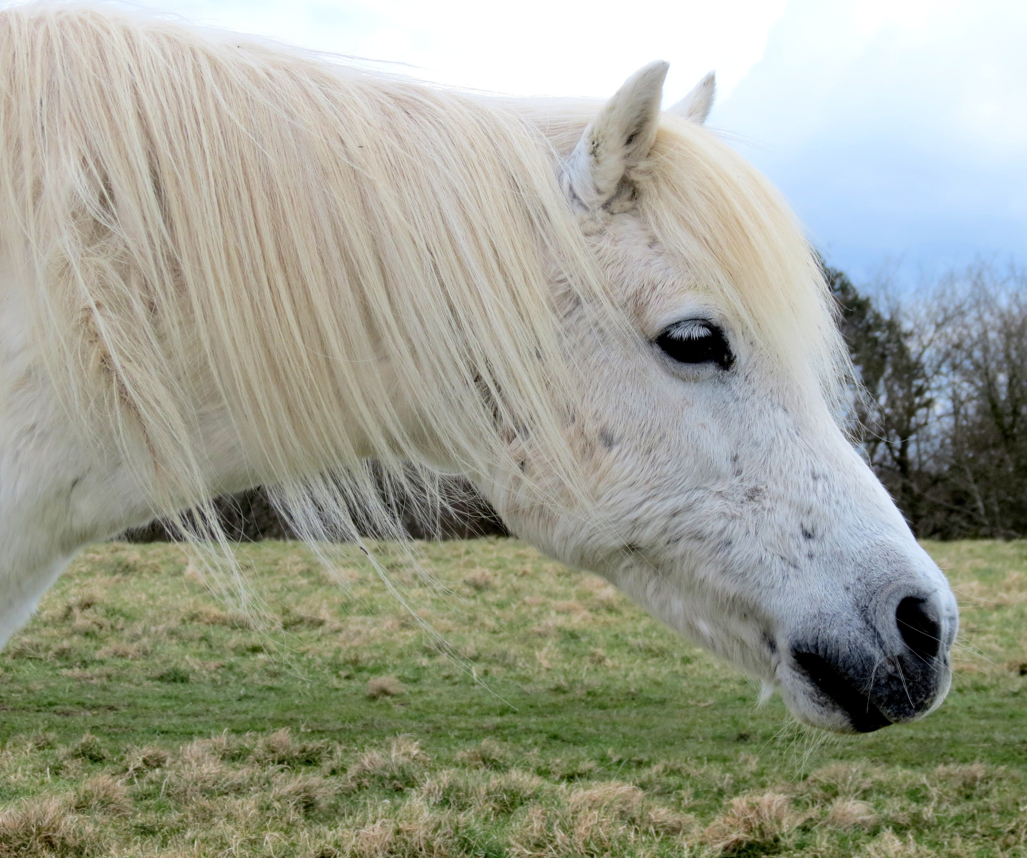 Белоснежные лошадки. Белая лошадь. Белый пони. Лошадь с белой гривой. Лошадь с длинной гривой.