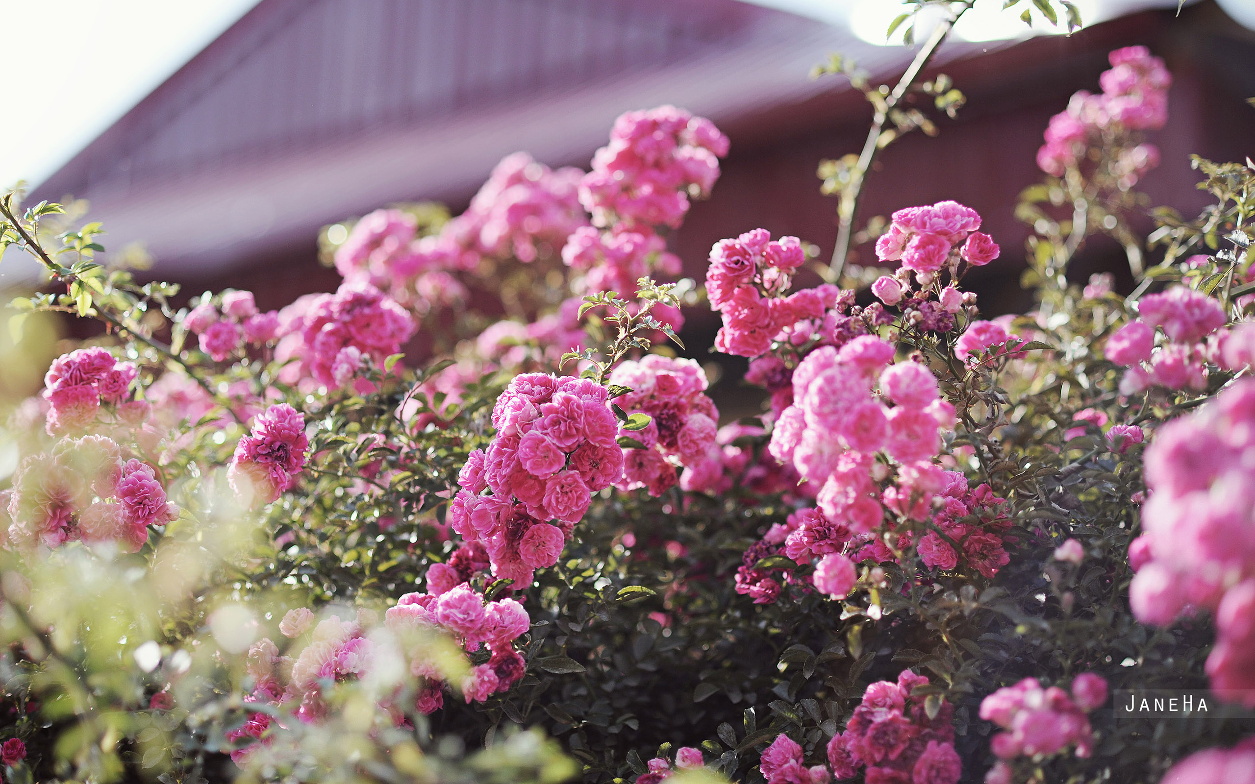 День мечтания о розовых кустах 15. Розовый куст. Куст розовые цветы. Кустик роз. Розовые кусты летом.