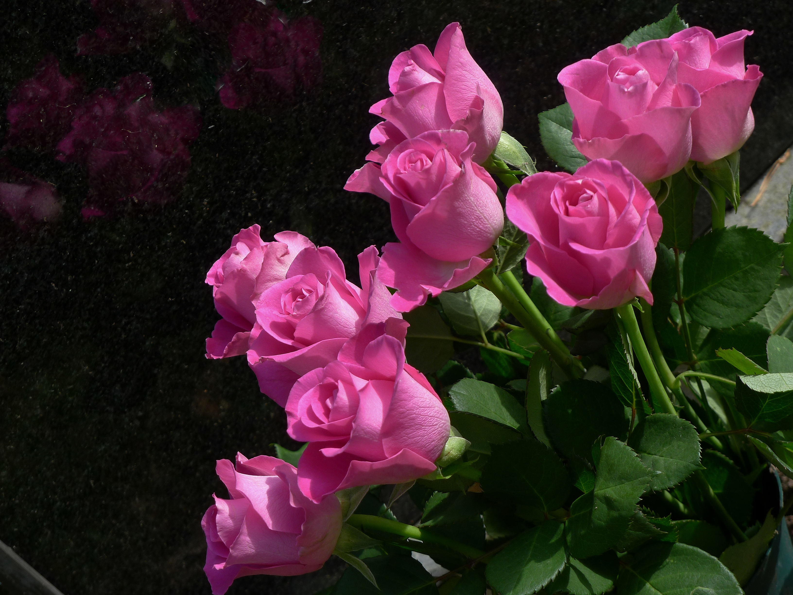 Красивой женщине красивые цветы картинки. Живые розы. Розовые розы. Открытки. Мерцающие розовые розы.