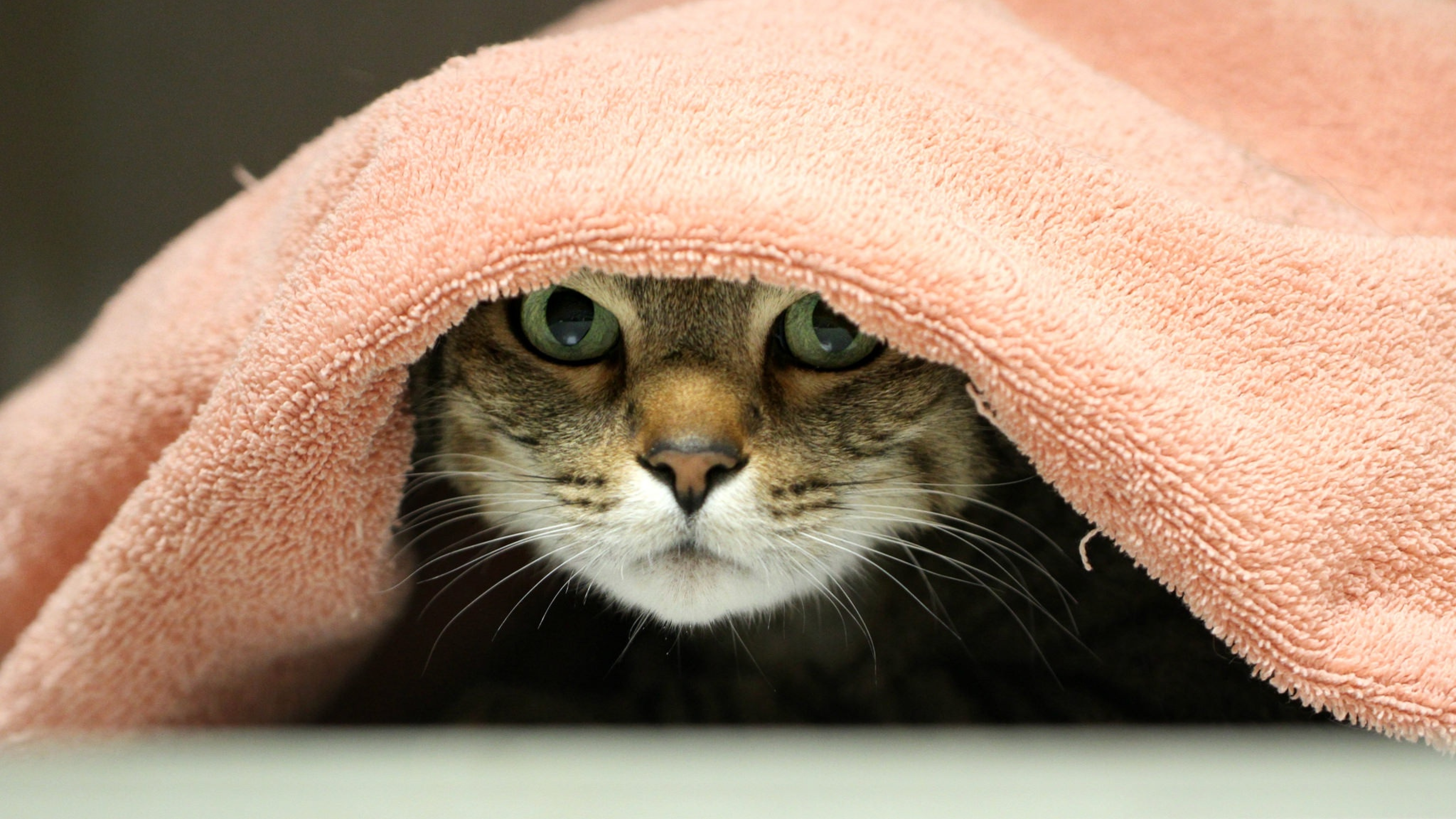 Кот в полотенце