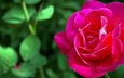 природа, роза, красный, цветок макро