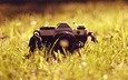 трава, фотоаппарат, объектив, антиквариат, канон
