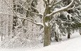 деревья, снег, лес, зима, белосныжные